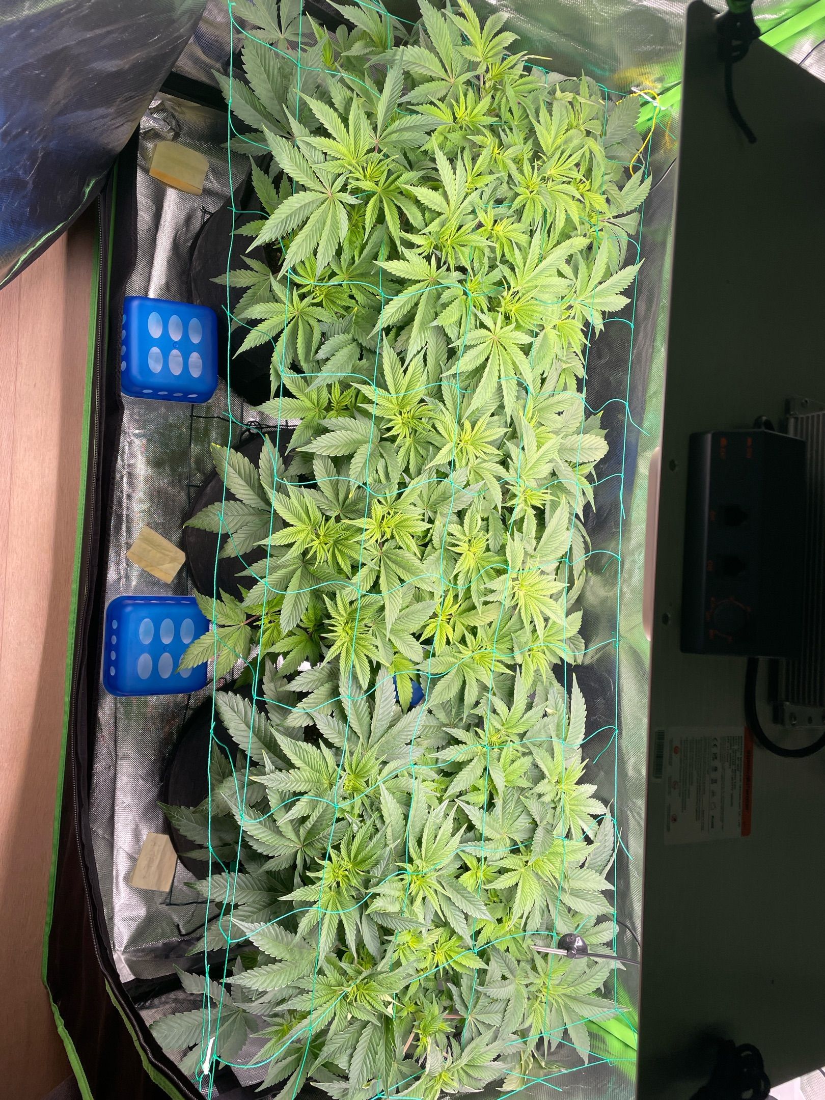 Amber - Blue gelato #41 growlog photo 63