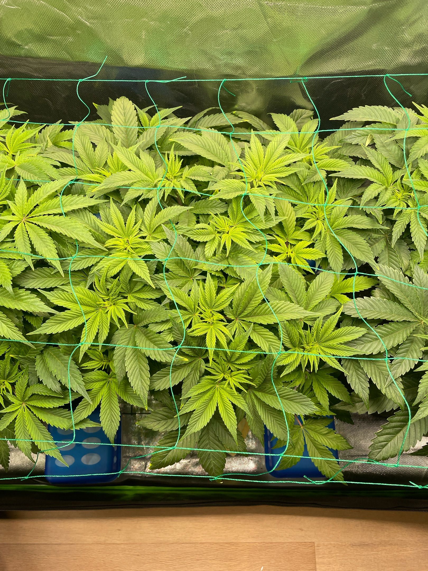 Amber - Blue gelato #41 growlog photo 62