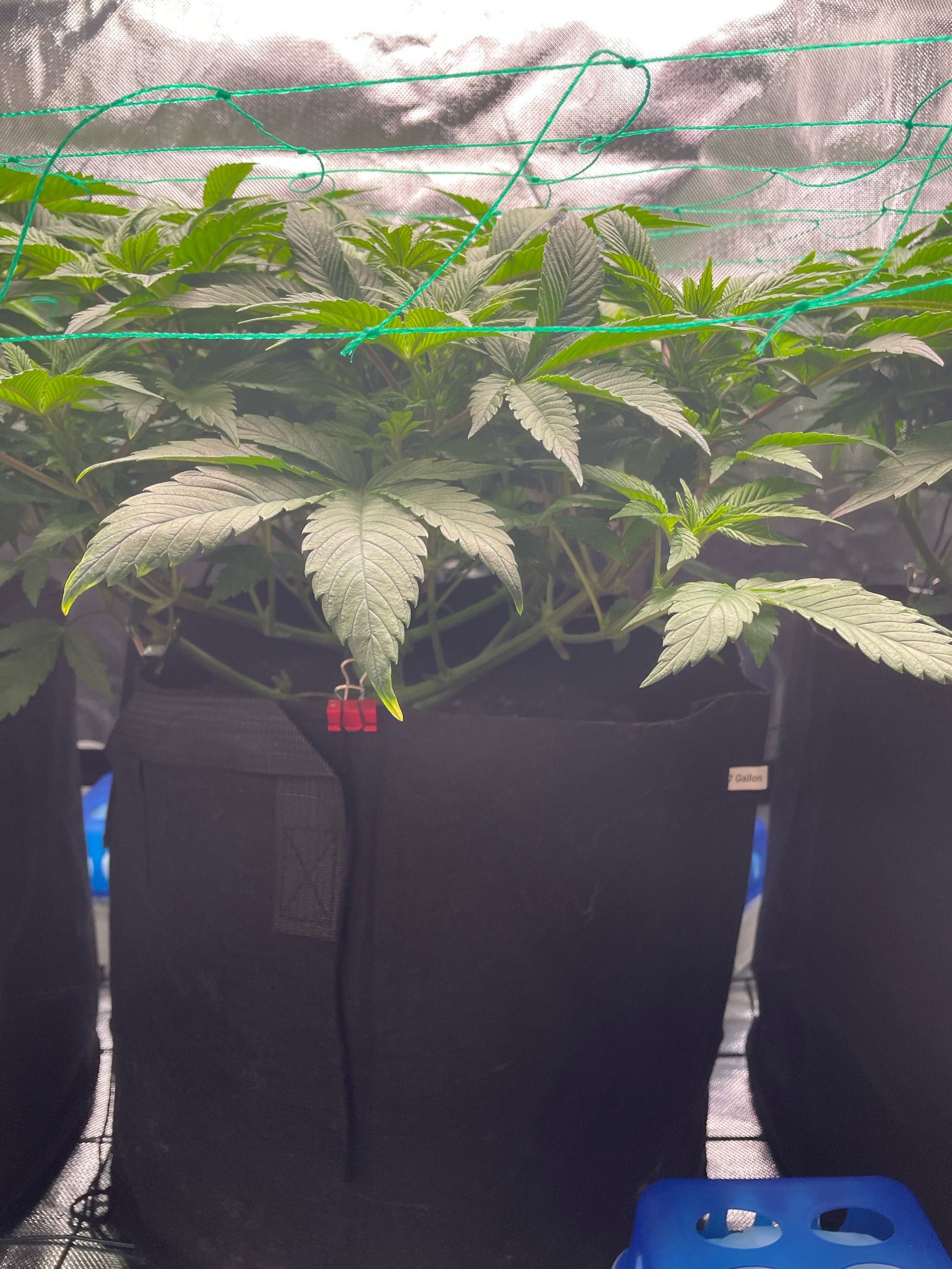 Amber - Blue gelato #41 growlog photo 64