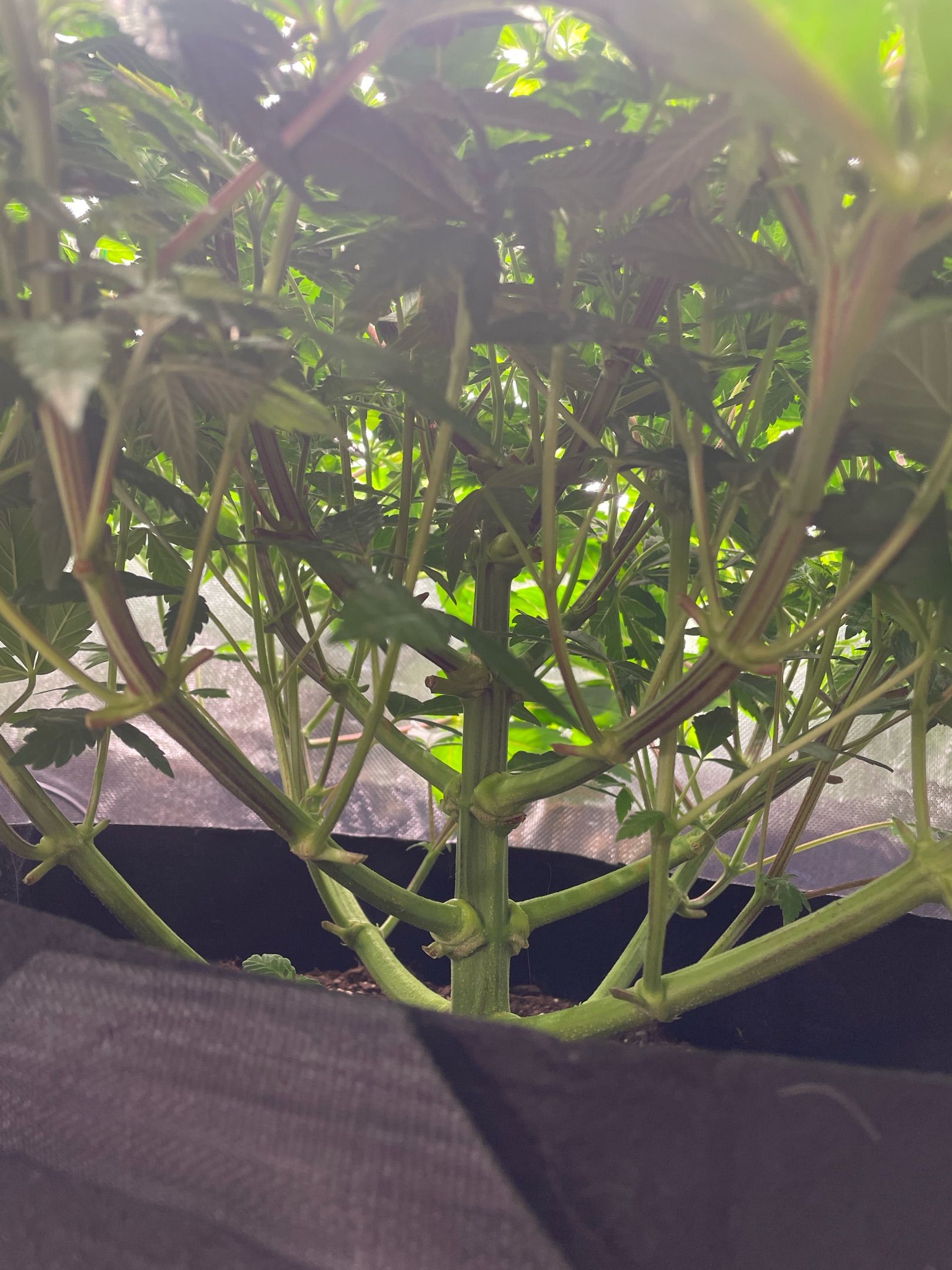 Amber - Blue gelato #41 growlog photo 65