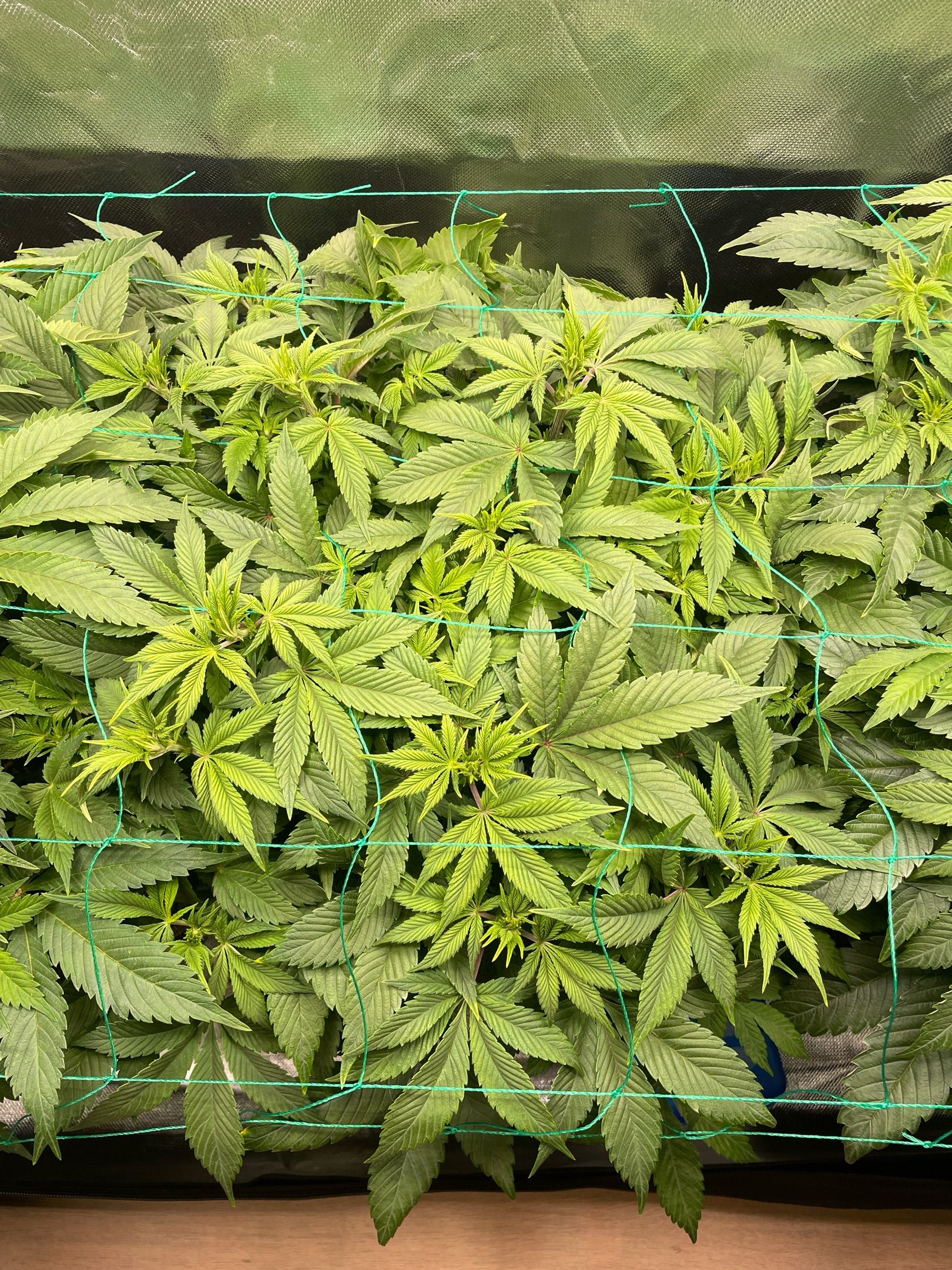 Amber - Blue gelato #41 growlog photo 66