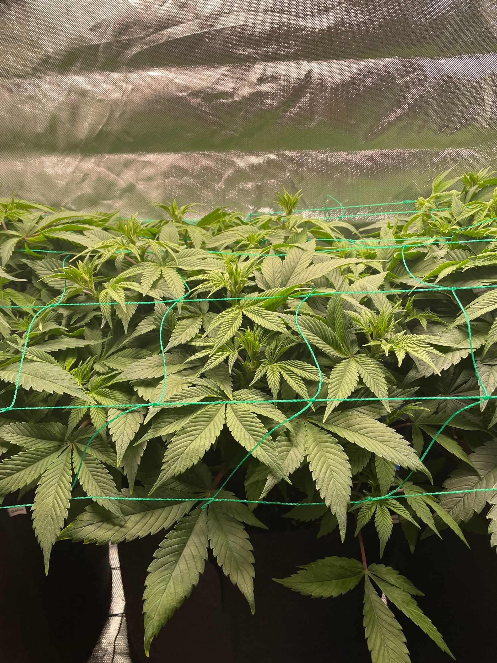 Amber - Blue gelato #41 growlog photo 67