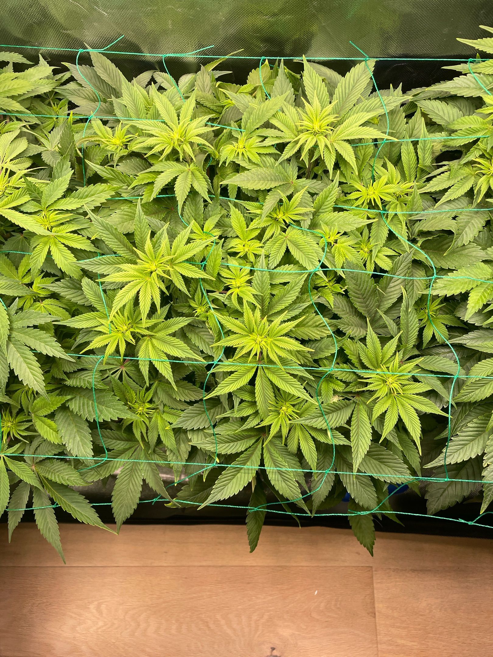 Amber - Blue gelato #41 growlog photo 68