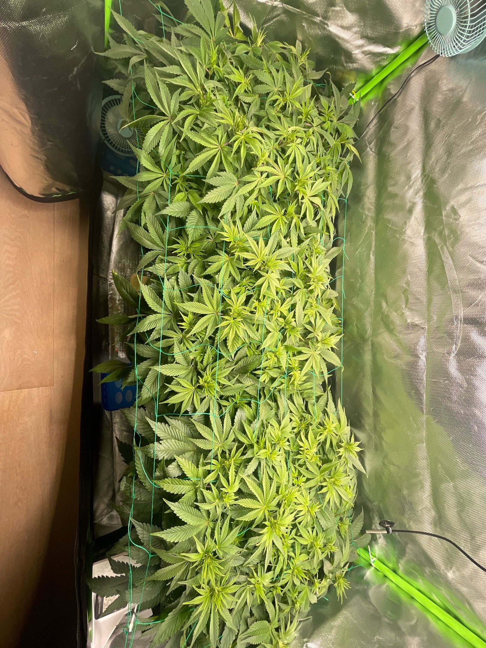 Amber - Blue gelato #41 growlog photo 69