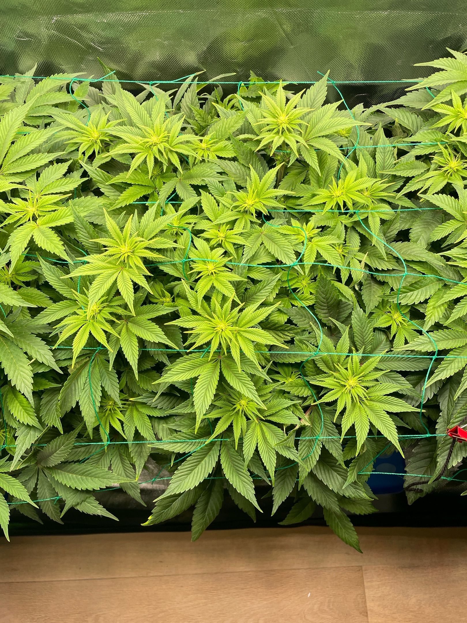 Amber - Blue gelato #41 growlog photo 71