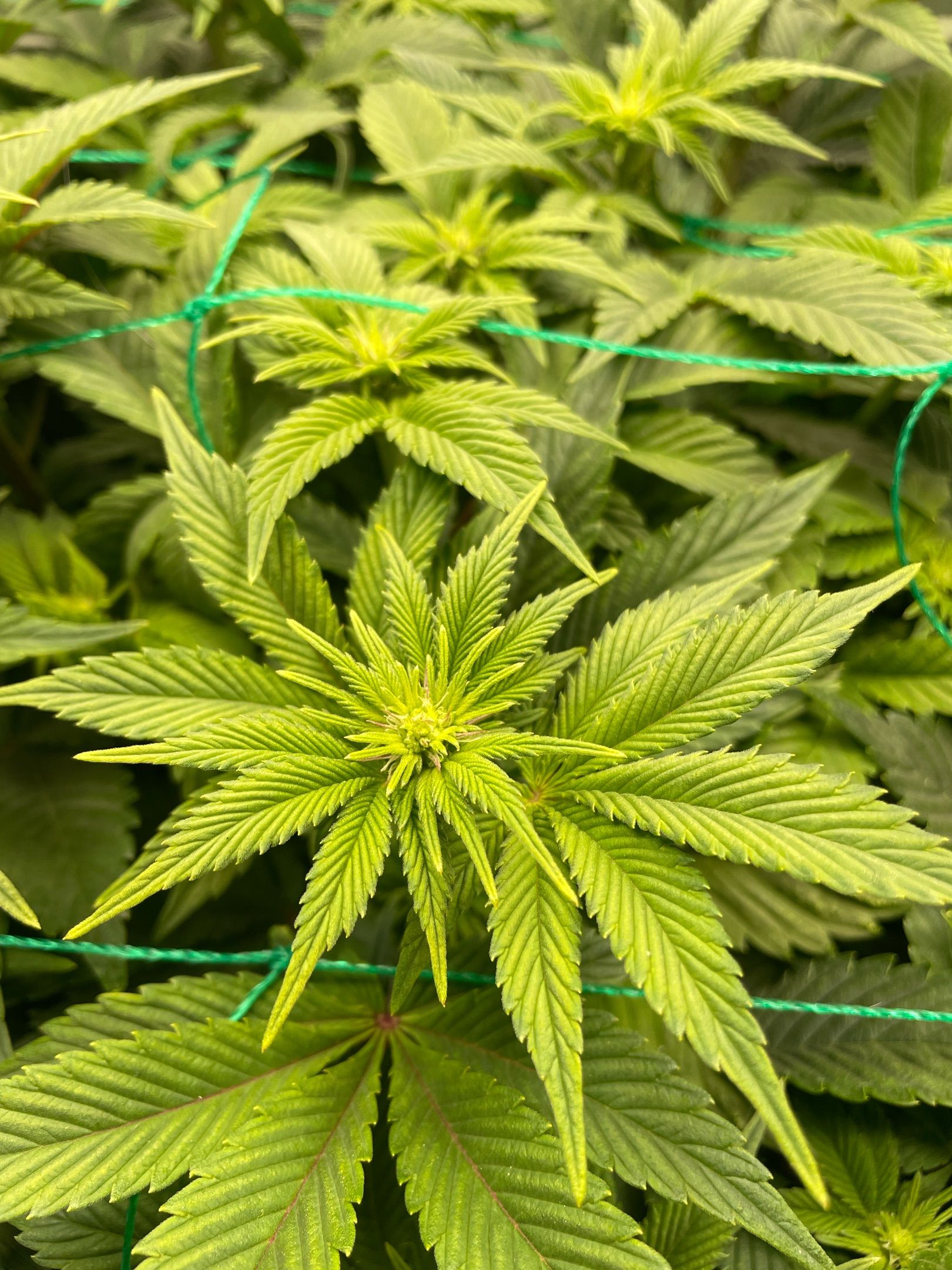 Amber - Blue gelato #41 growlog photo 72