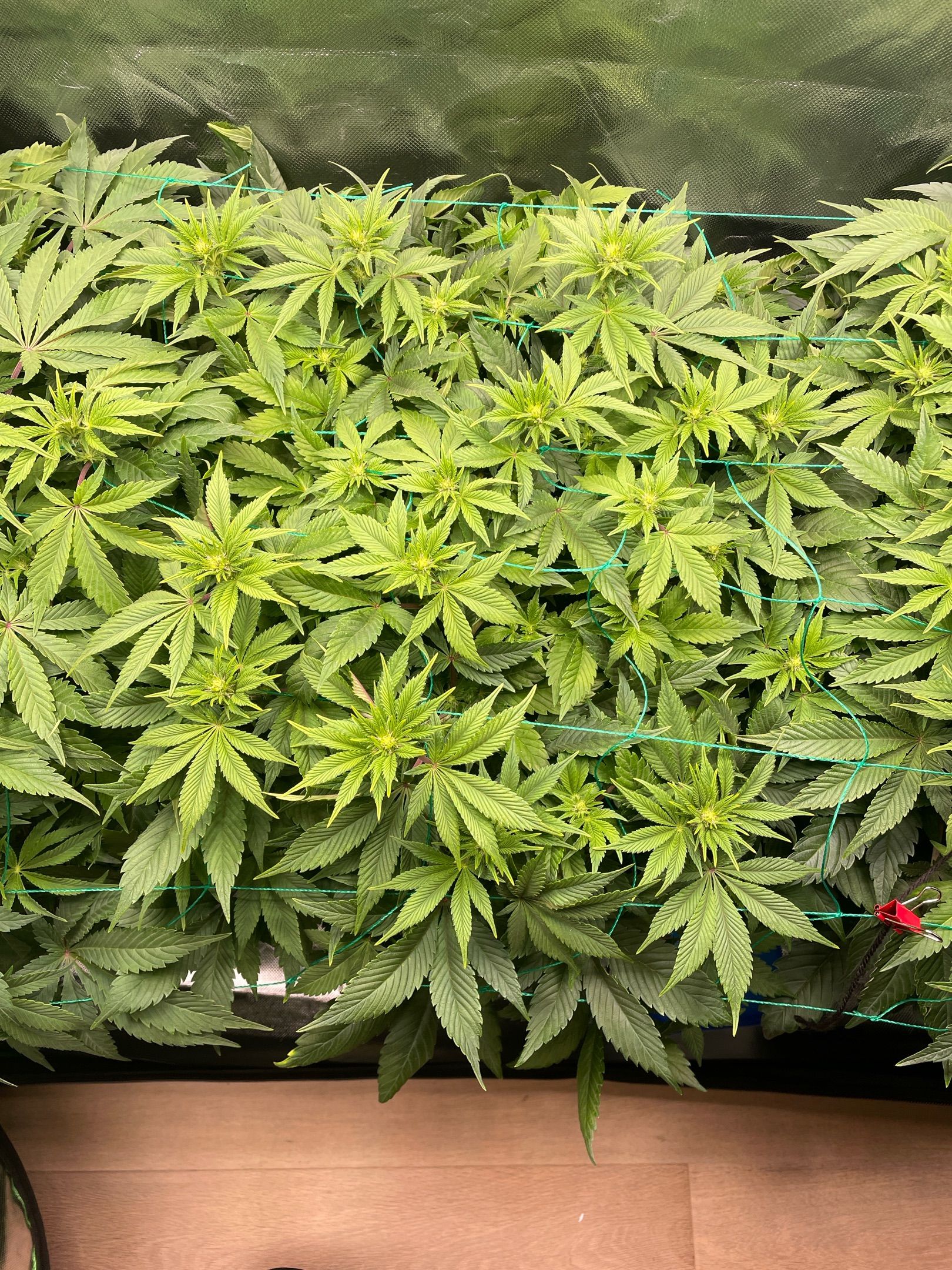 Amber - Blue gelato #41 growlog photo 74