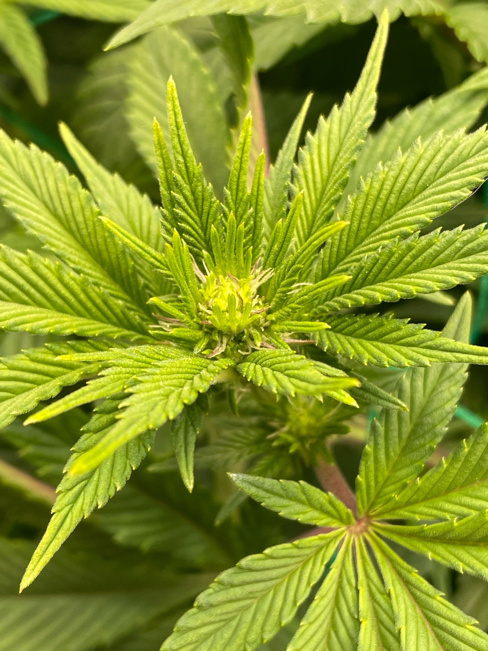 Amber - Blue gelato #41 growlog photo 73