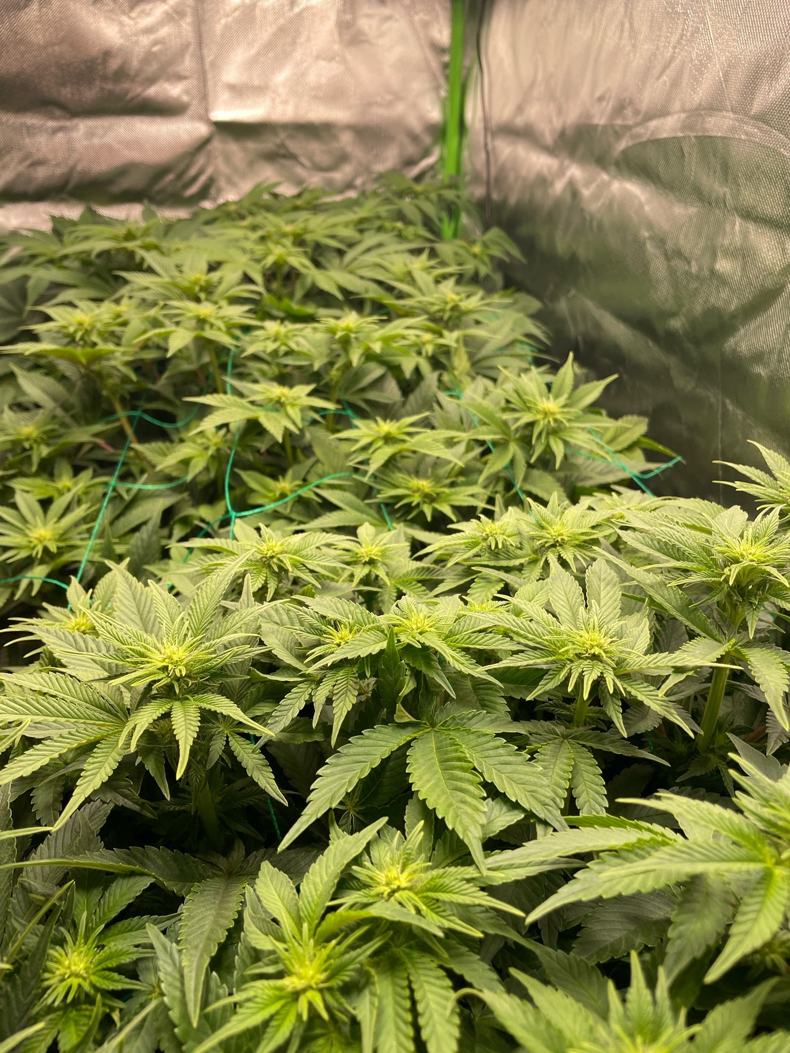 Amber - Blue gelato #41 growlog photo 75