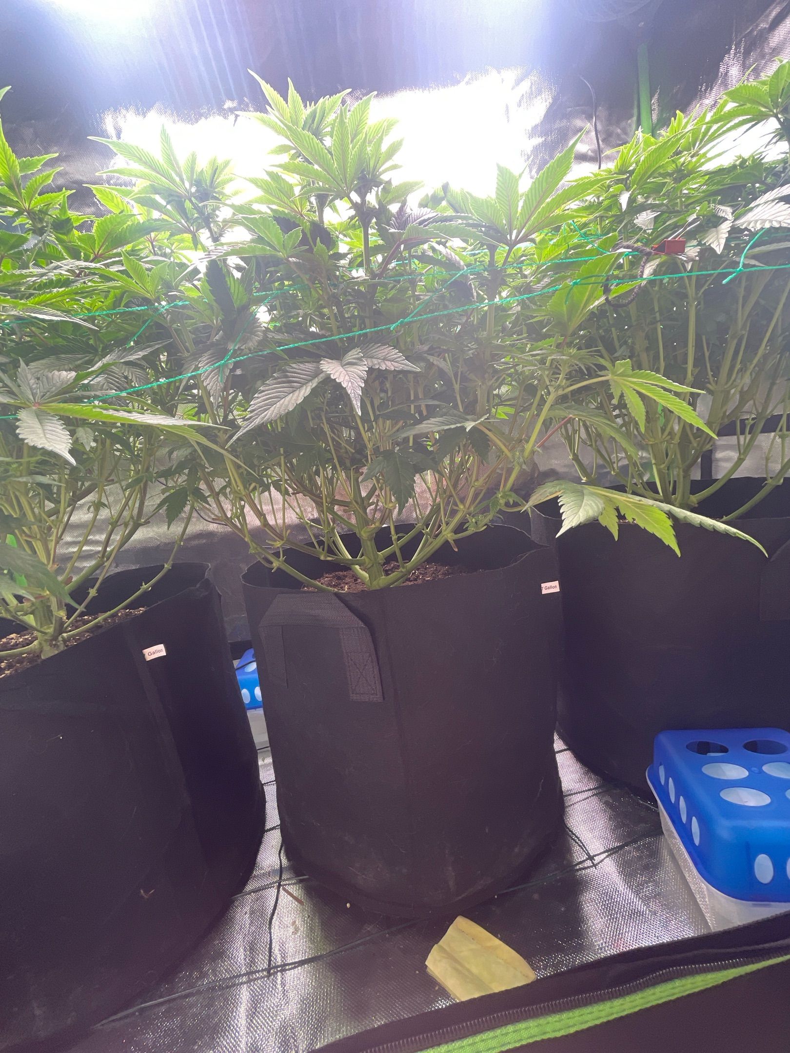 Amber - Blue gelato #41 growlog photo 79