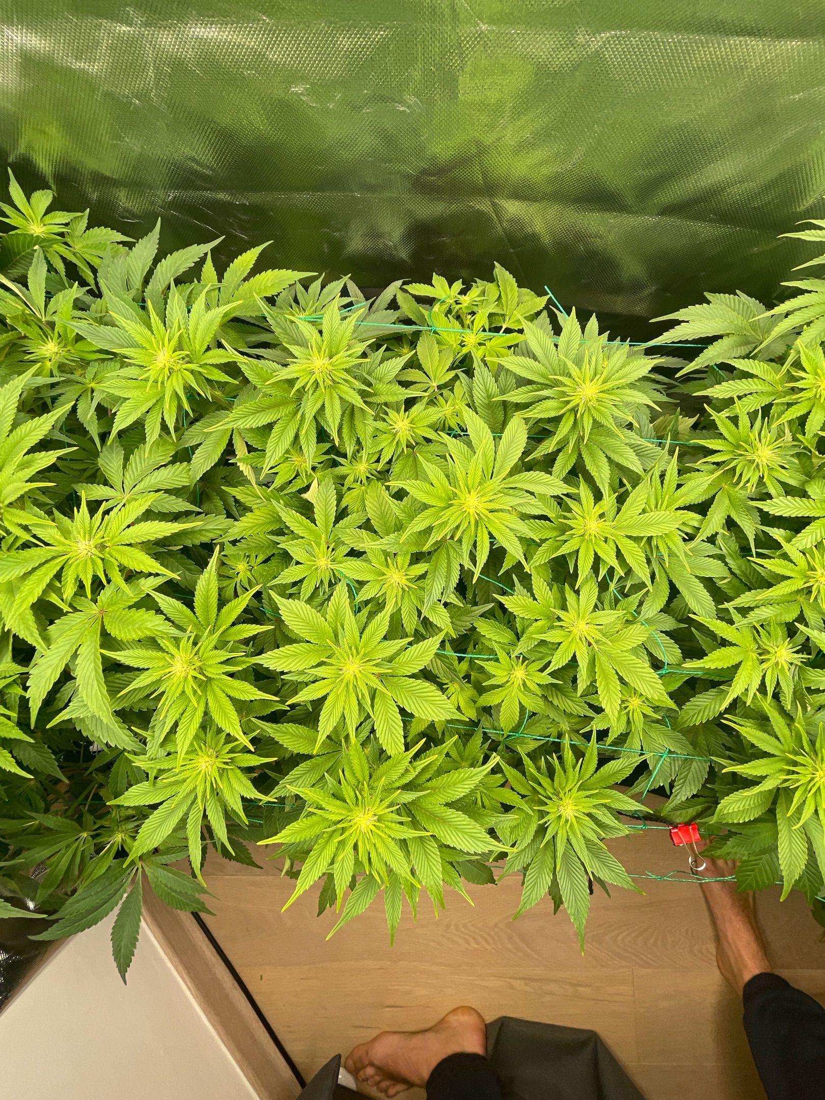 Amber - Blue gelato #41 growlog photo 78