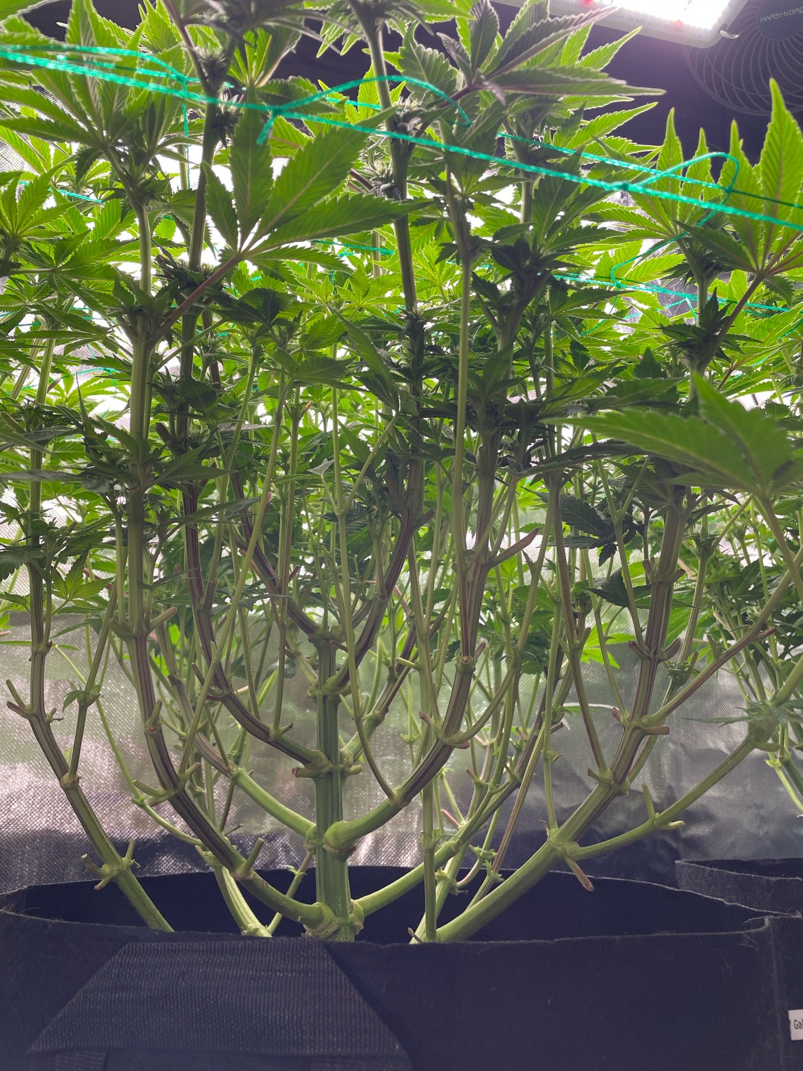 Amber - Blue gelato #41 growlog photo 81