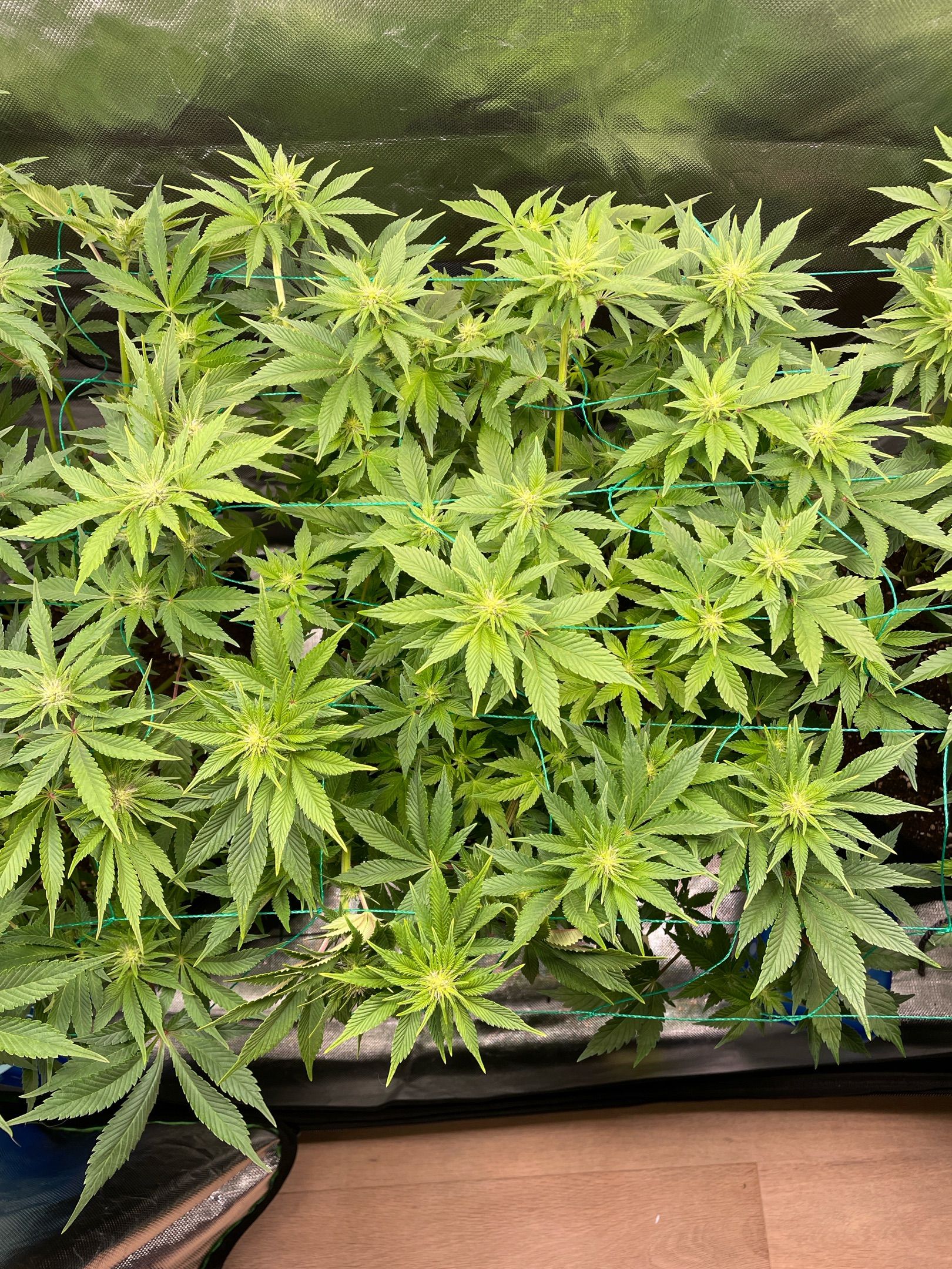 Amber - Blue gelato #41 growlog photo 80