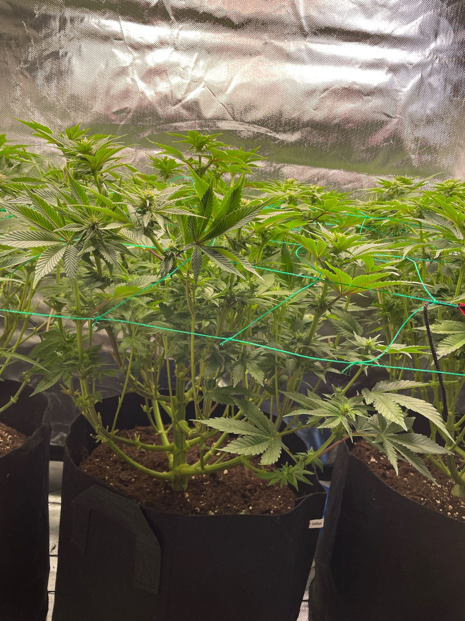 Amber - Blue gelato #41 growlog photo 82