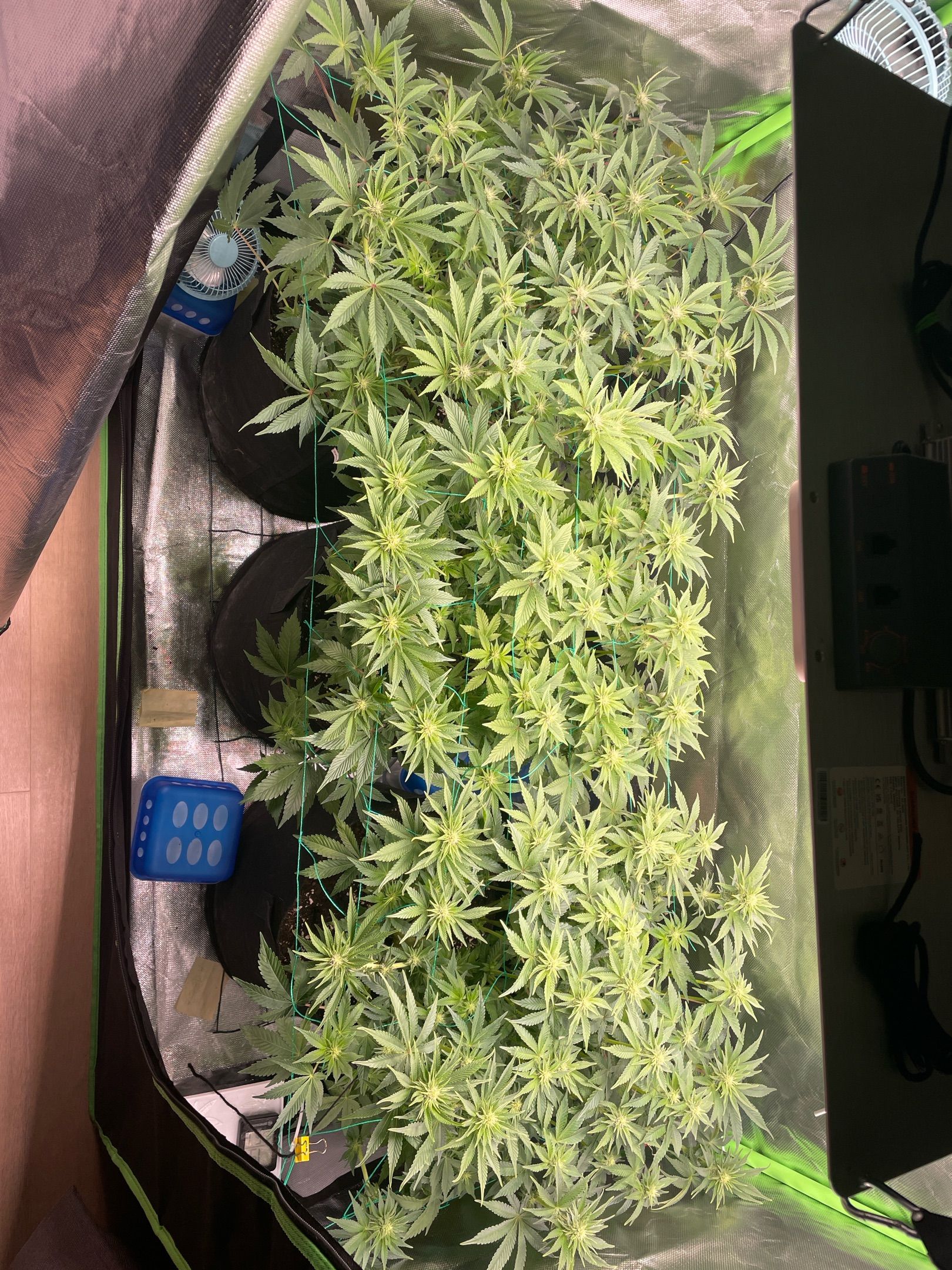 Amber - Blue gelato #41 growlog photo 83