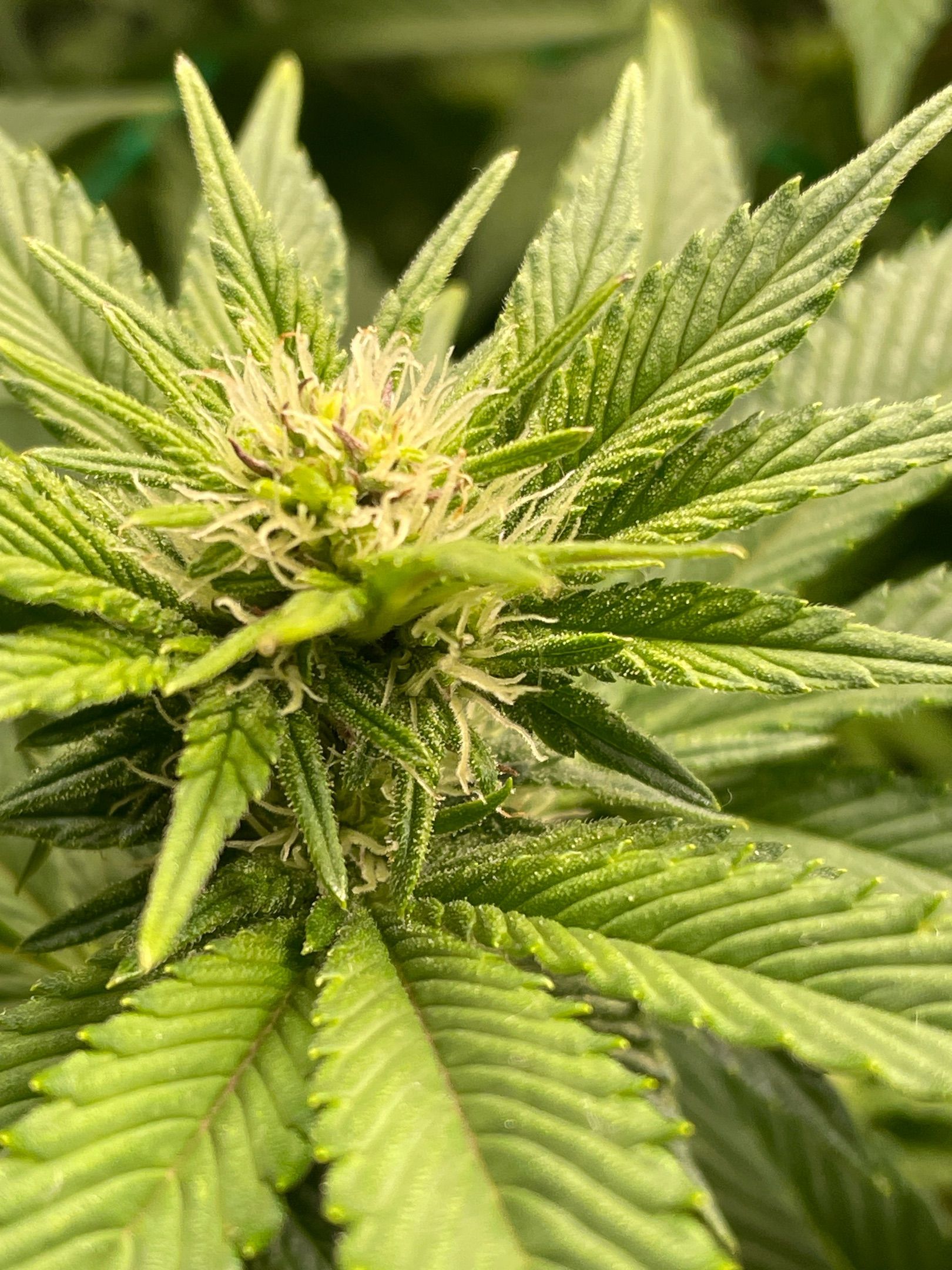 Amber - Blue gelato #41 growlog photo 85
