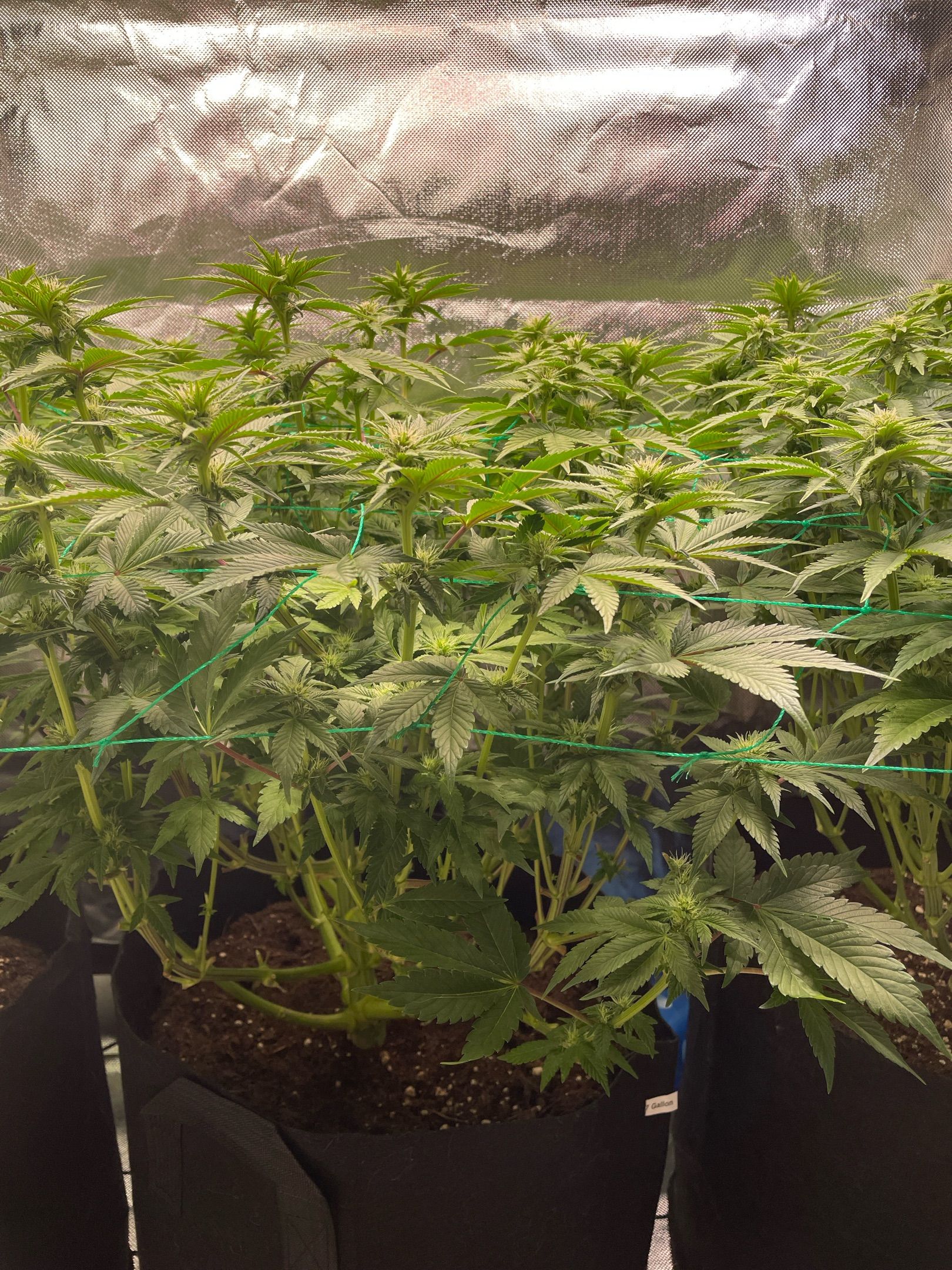 Amber - Blue gelato #41 growlog photo 84