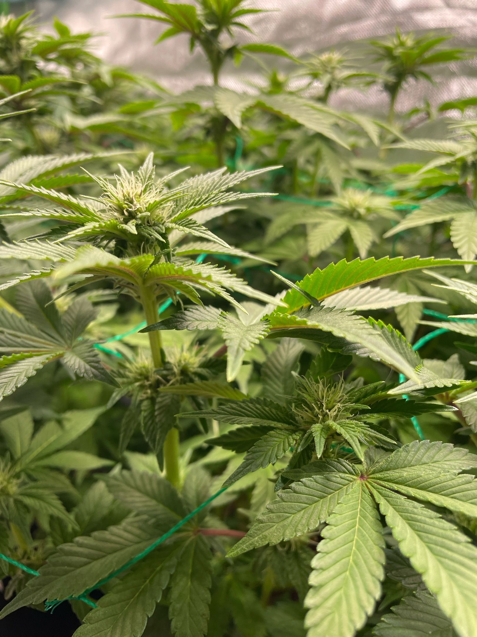 Amber - Blue gelato #41 growlog photo 86