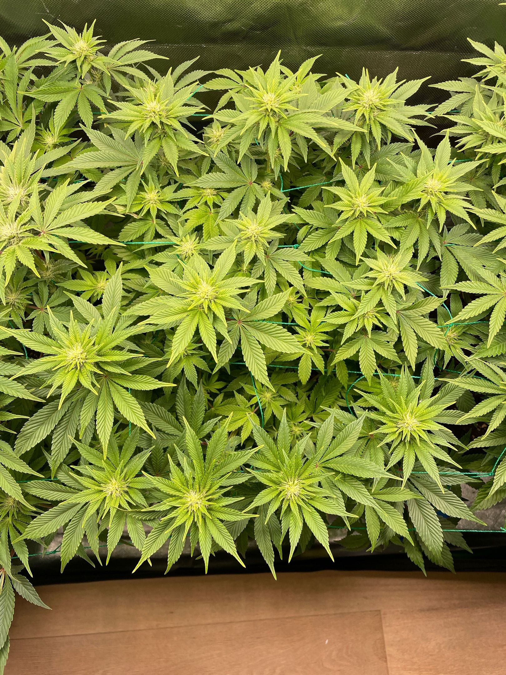 Amber - Blue gelato #41 growlog photo 87