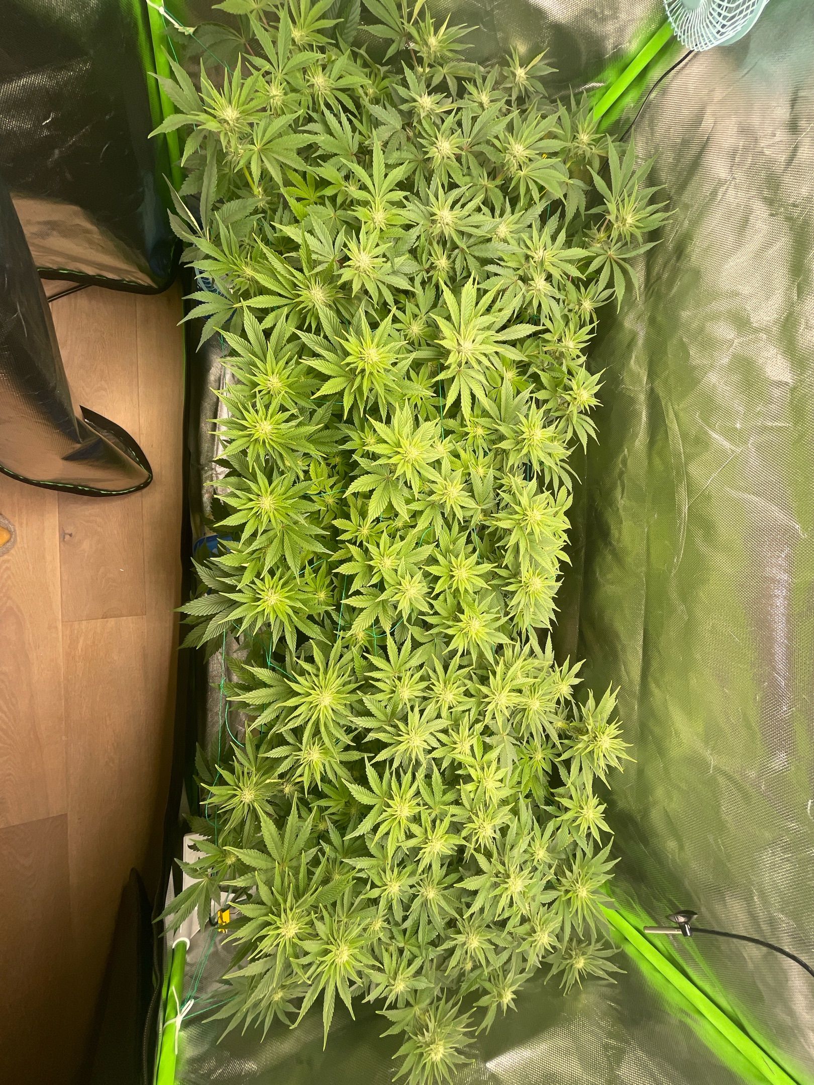 Amber - Blue gelato #41 growlog photo 89