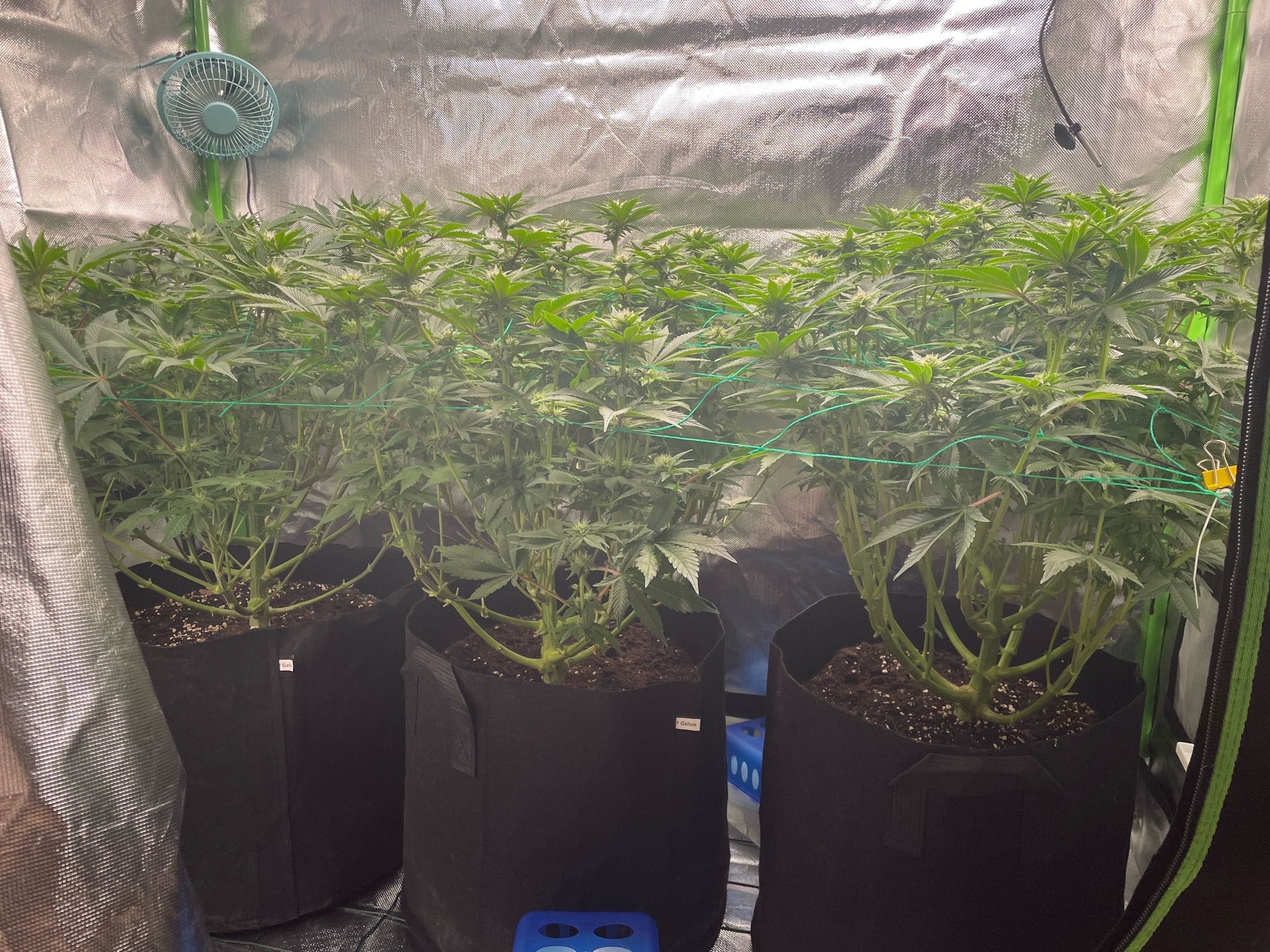 Amber - Blue gelato #41 growlog photo 88