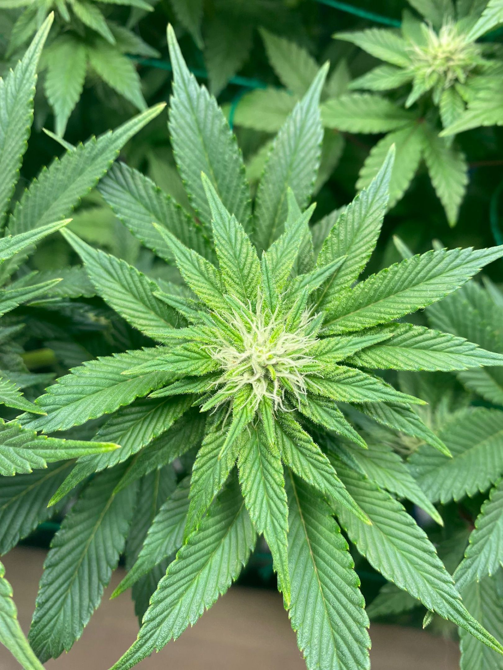 Amber - Blue gelato #41 growlog photo 91