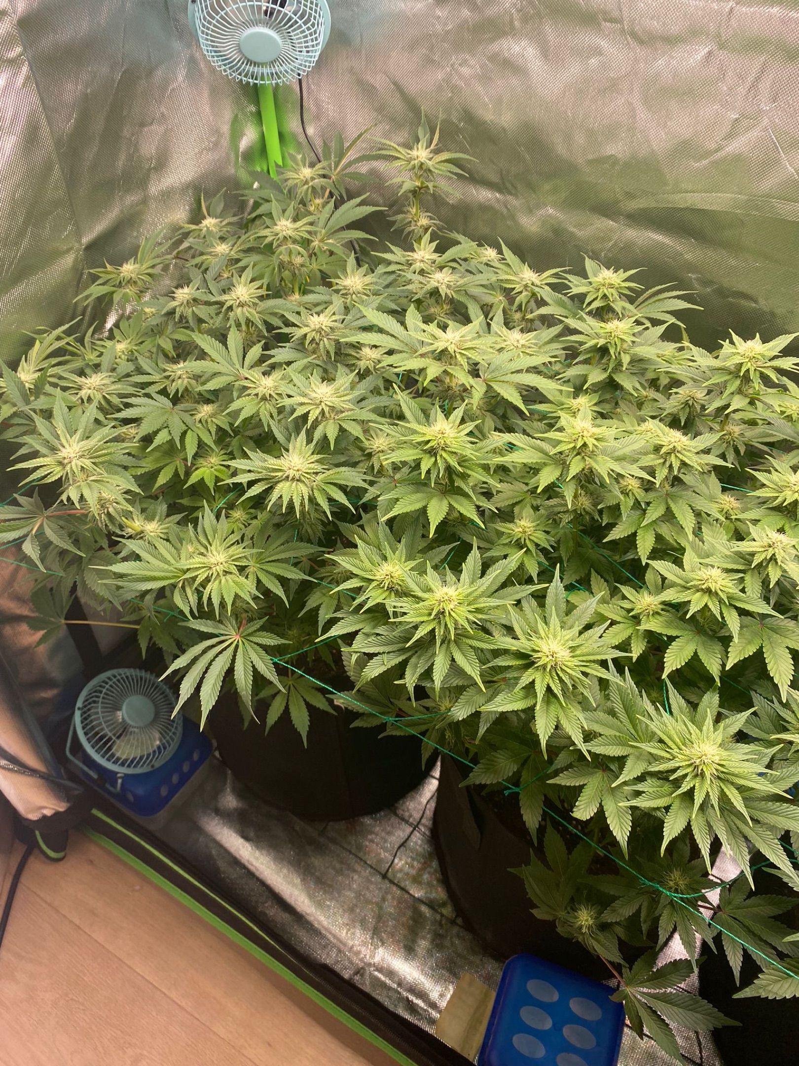 Amber - Blue gelato #41 growlog photo 90