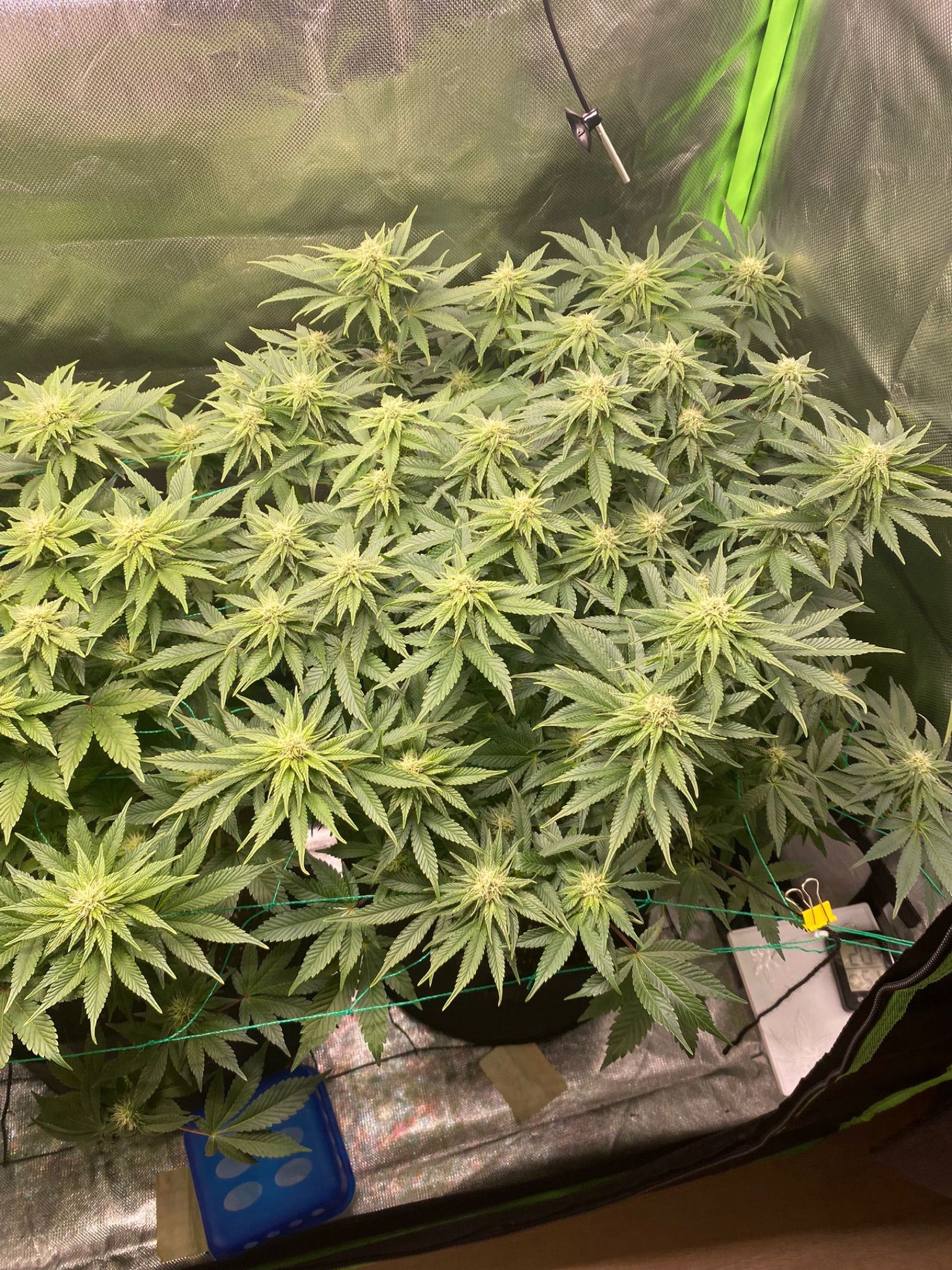 Amber - Blue gelato #41 growlog photo 92