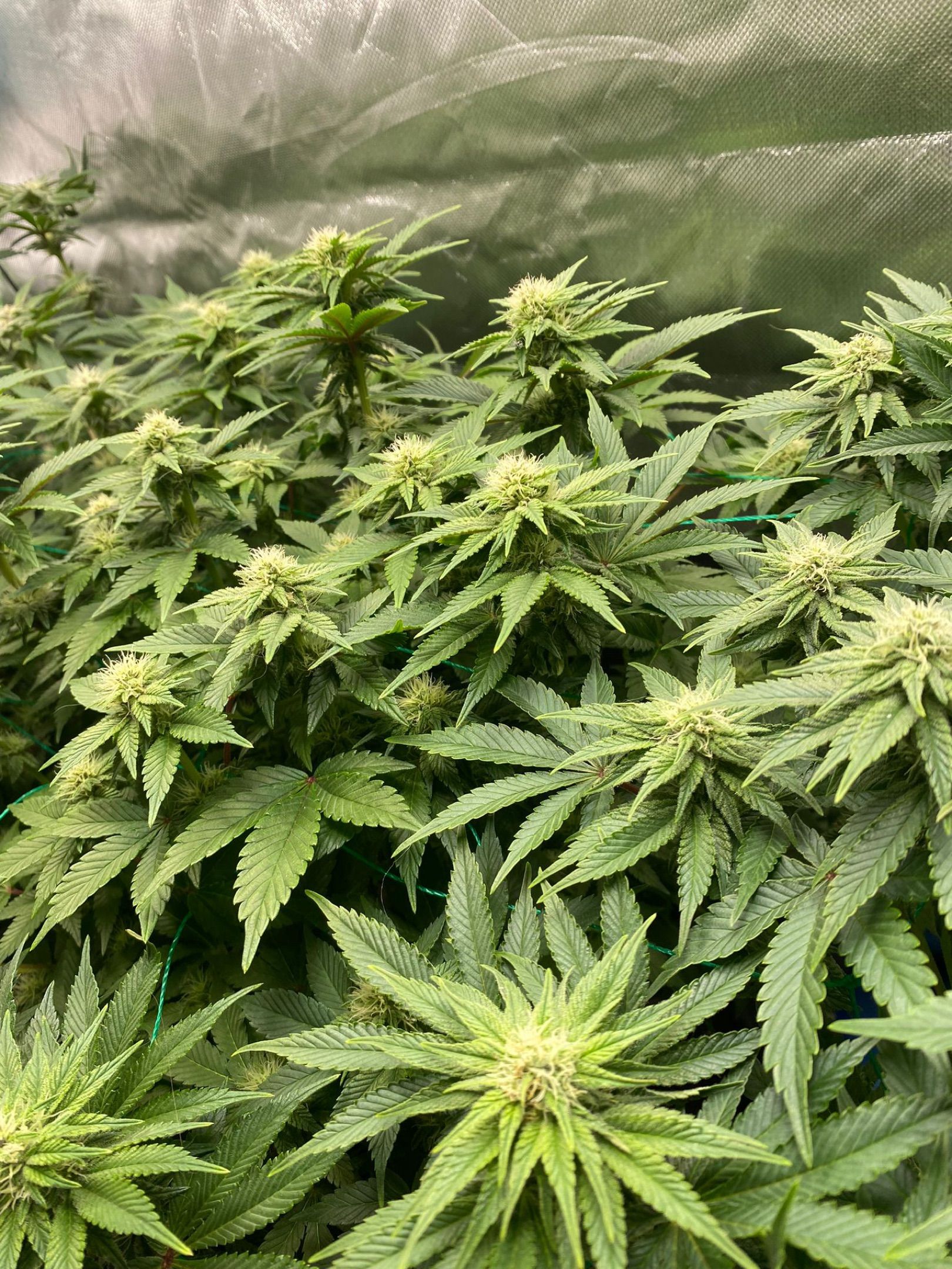 Amber - Blue gelato #41 growlog photo 93