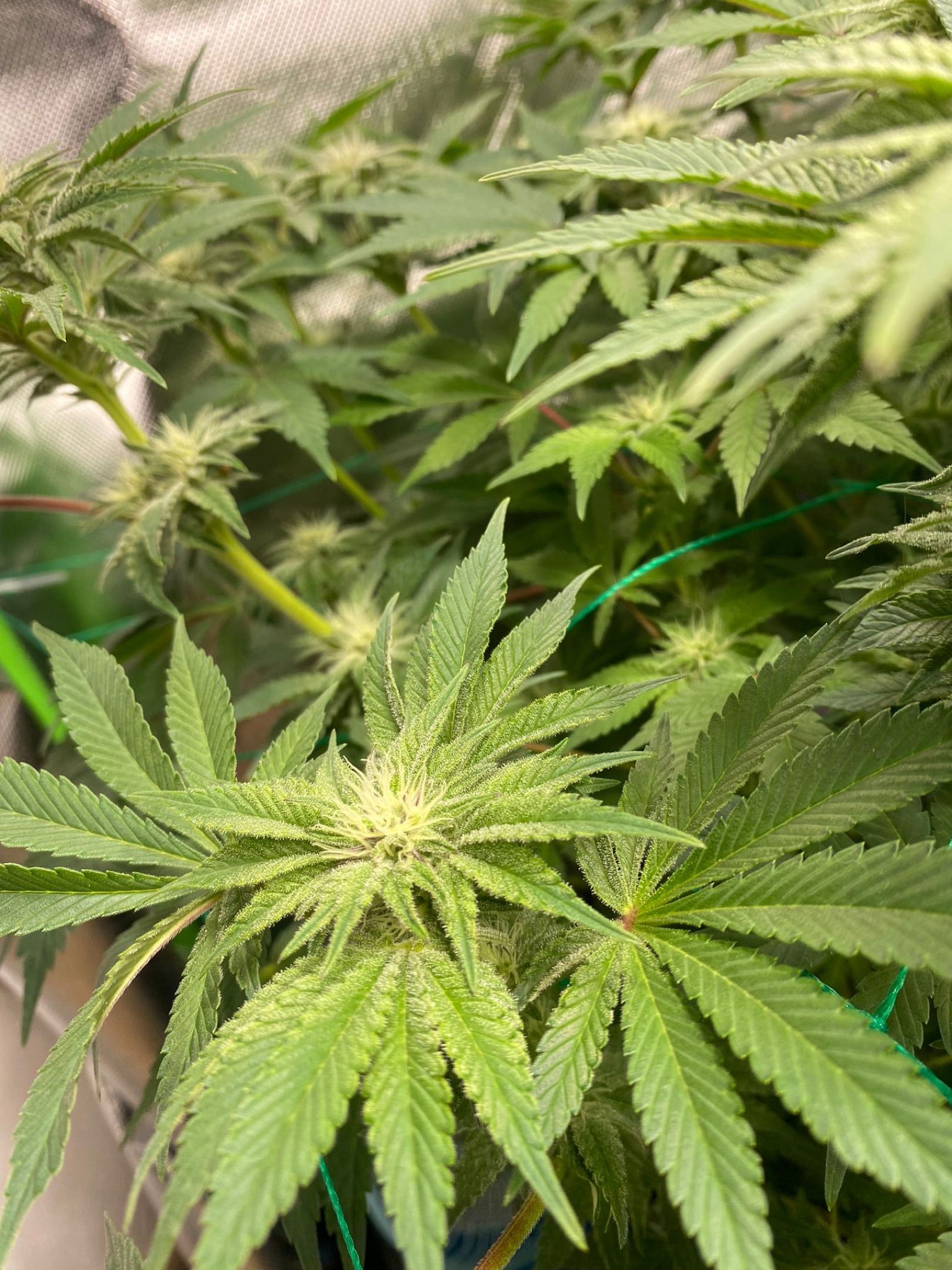 Amber - Blue gelato #41 growlog photo 94