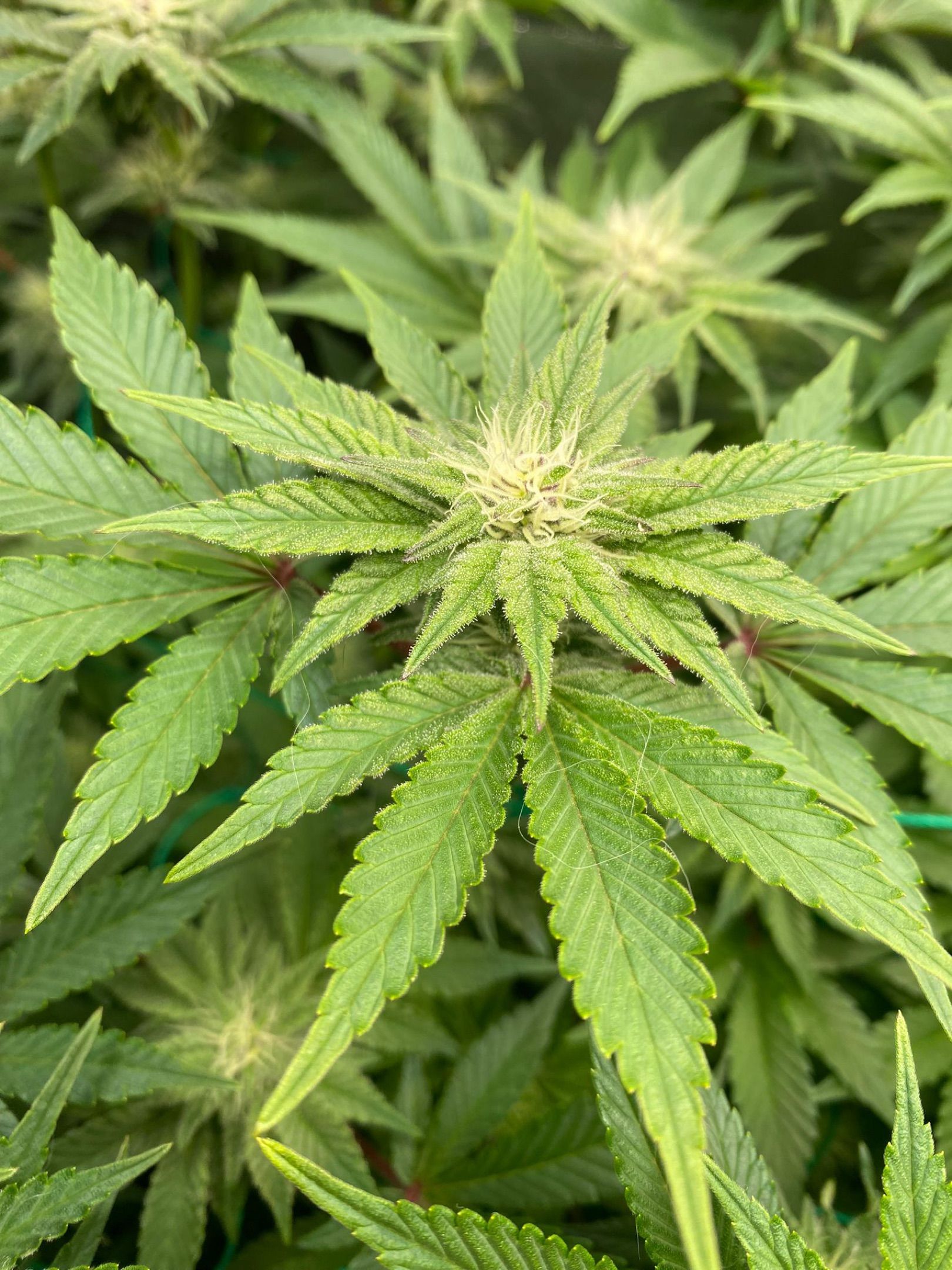 Amber - Blue gelato #41 growlog photo 95