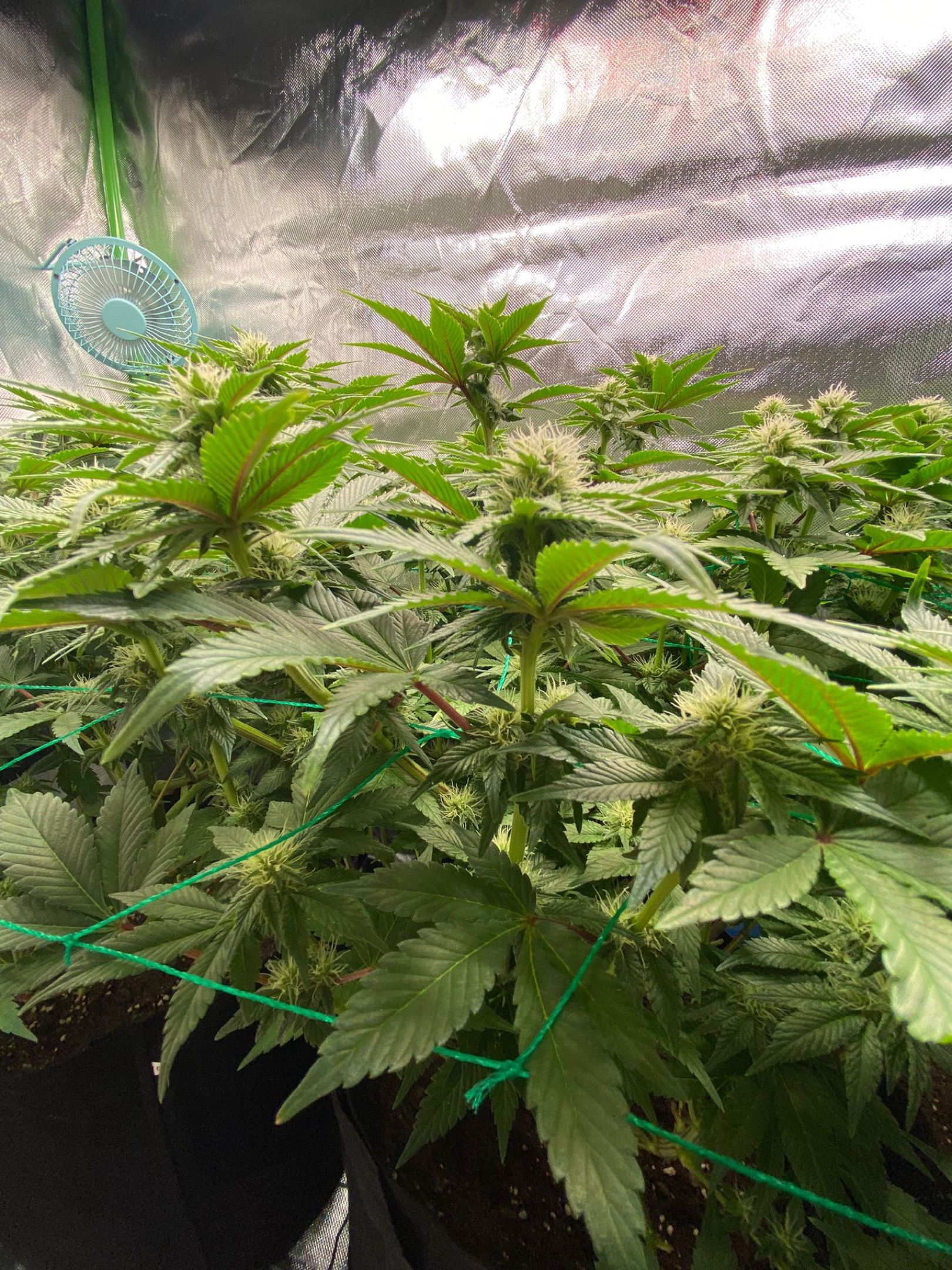 Amber - Blue gelato #41 growlog photo 96