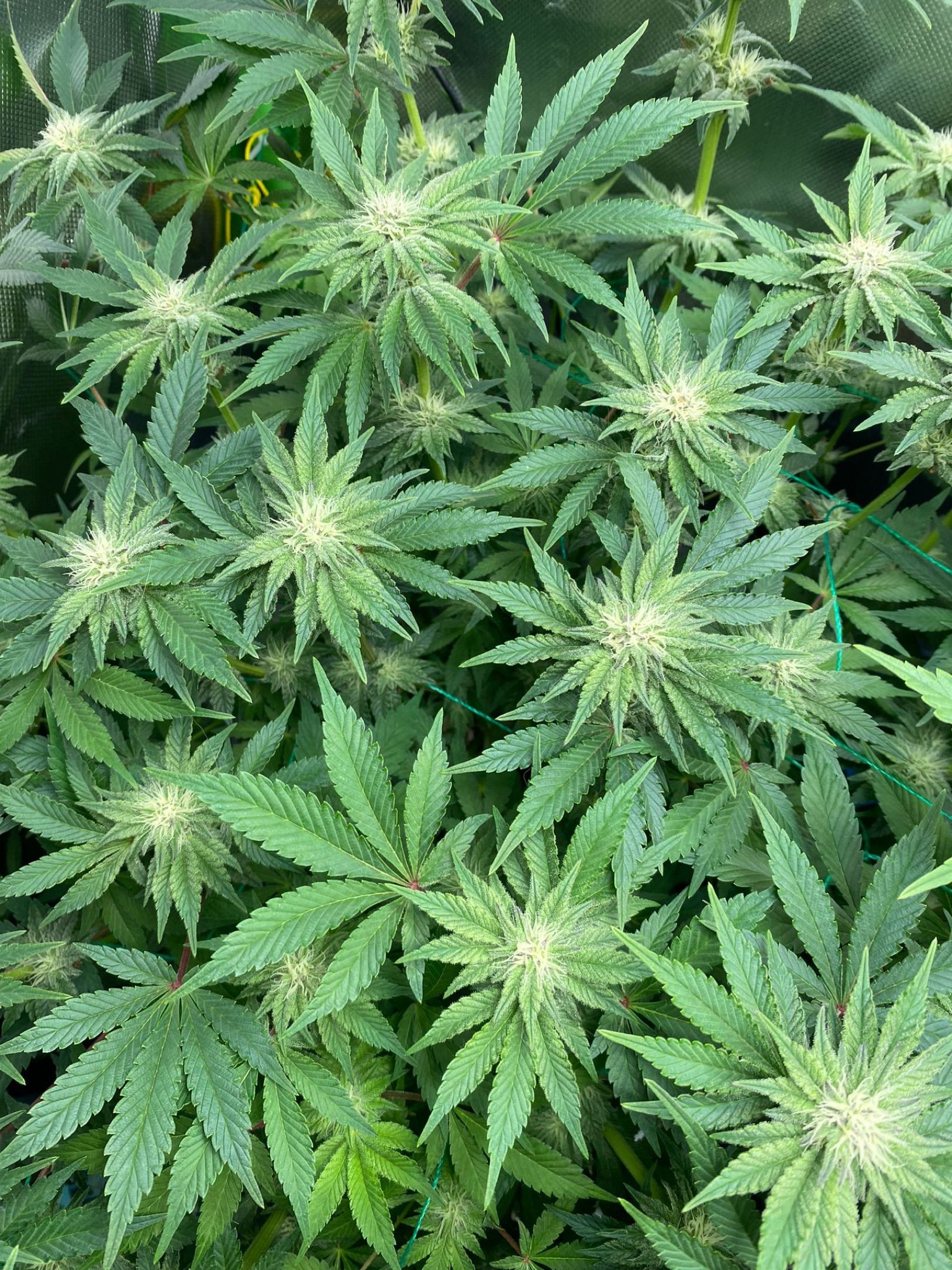 Amber - Blue gelato #41 growlog photo 97