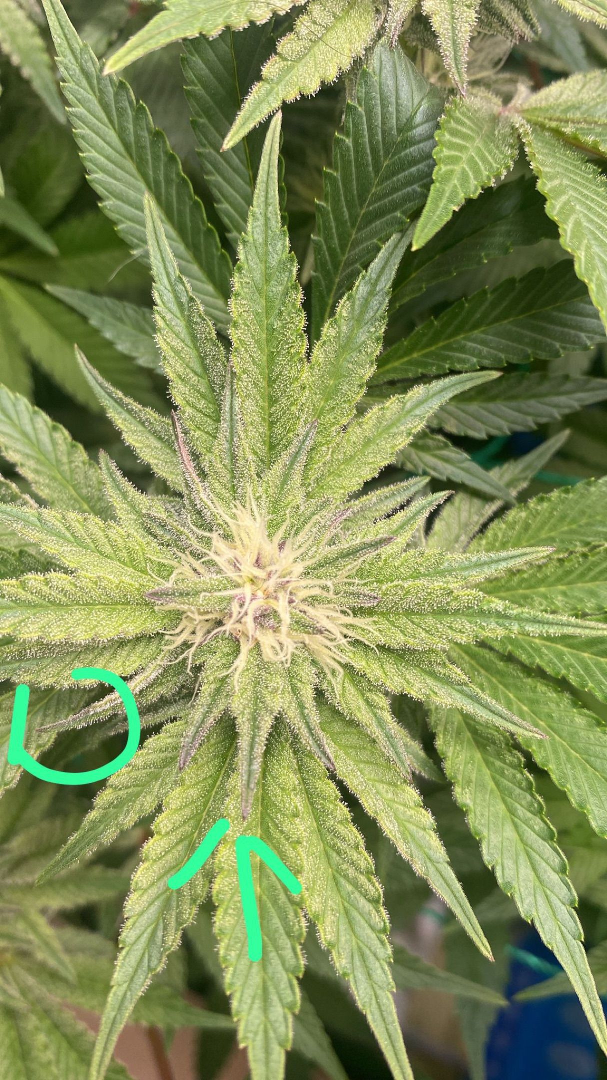 Amber - Blue gelato #41 growlog photo 99