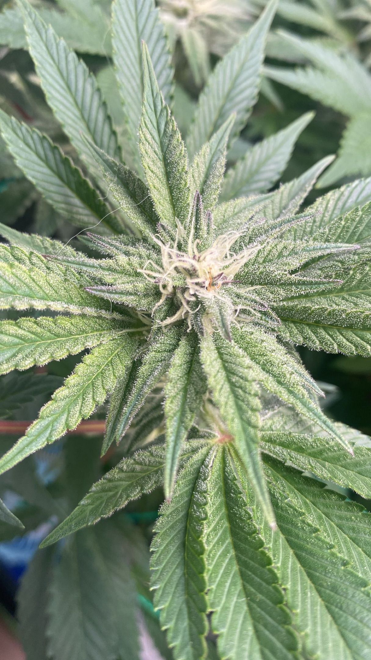 Amber - Blue gelato #41 growlog photo 100