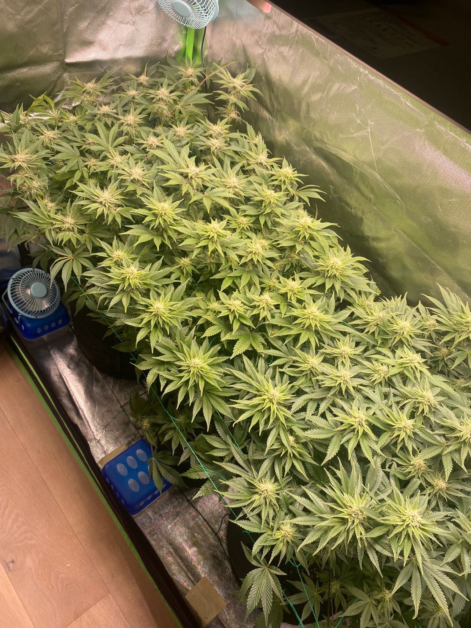 Amber - Blue gelato #41 growlog photo 101