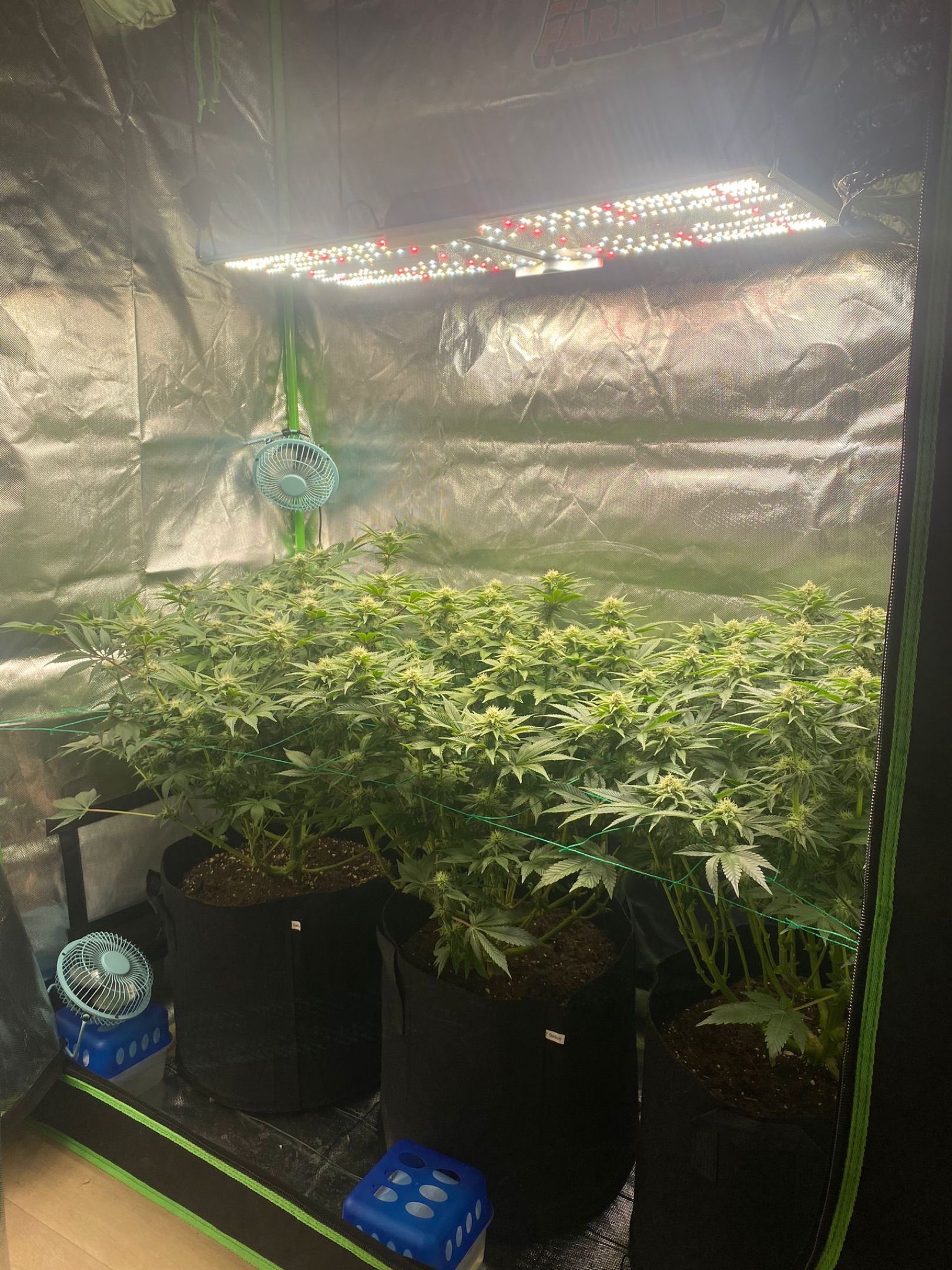 Amber - Blue gelato #41 growlog photo 102