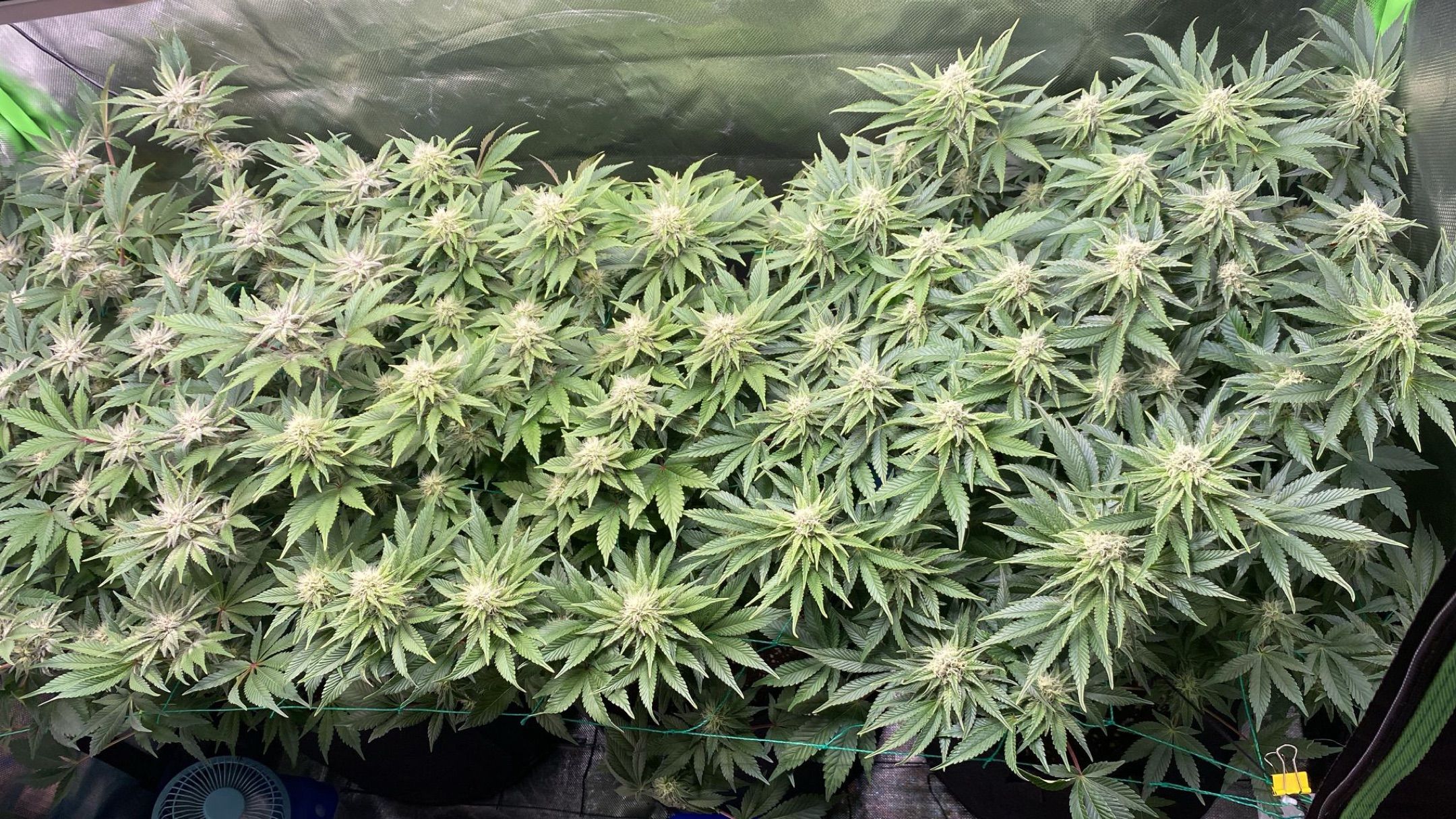 Amber - Blue gelato #41 growlog photo 103