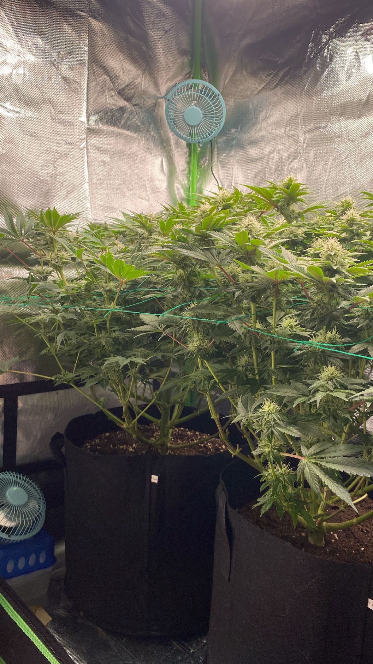 Amber - Blue gelato #41 growlog photo 104