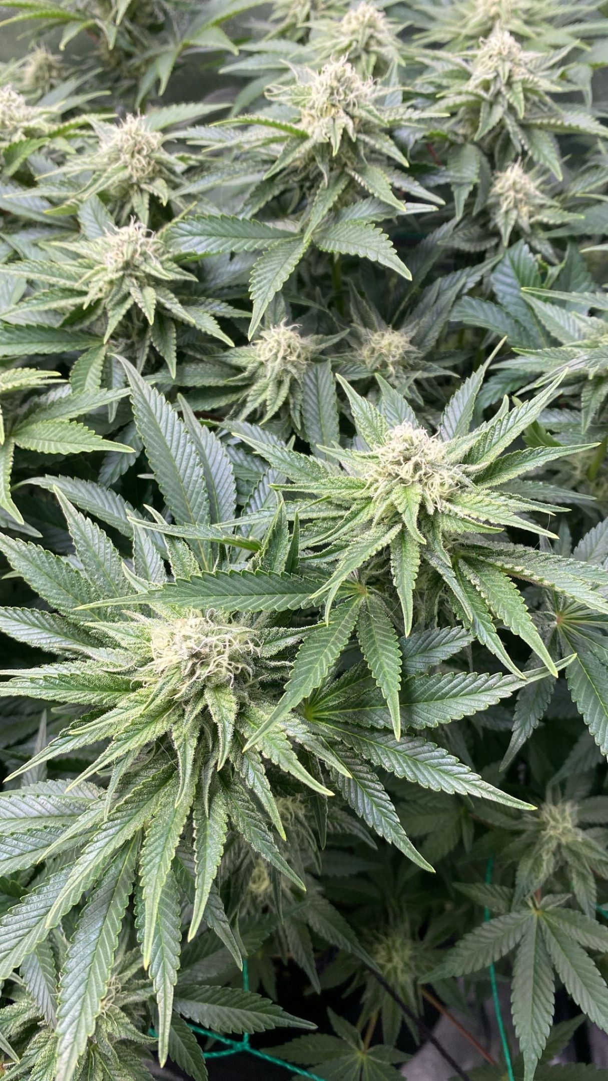 Amber - Blue gelato #41 growlog photo 105