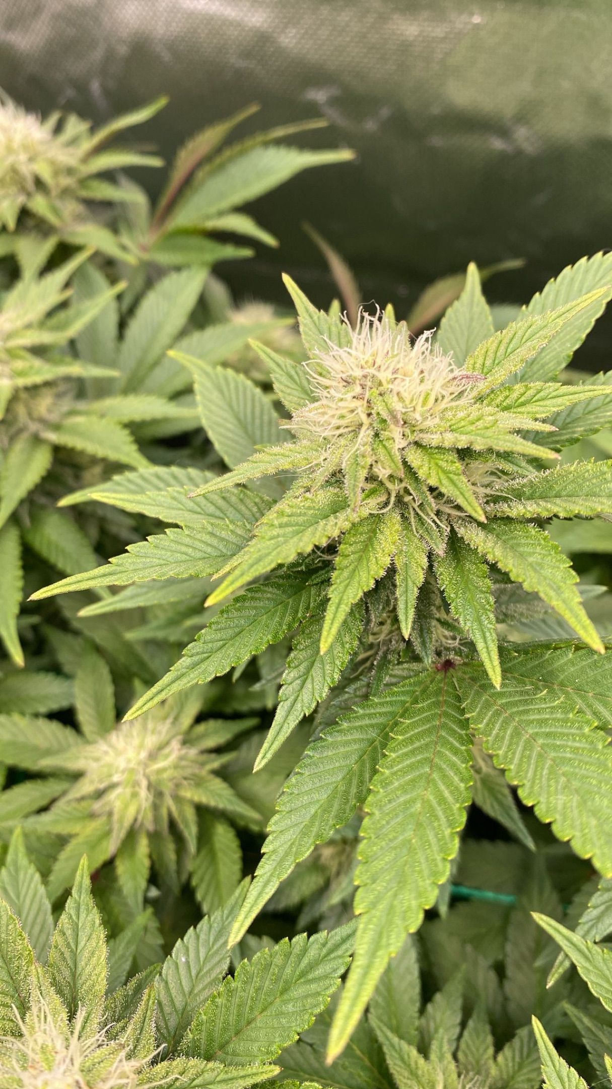 Amber - Blue gelato #41 growlog photo 106