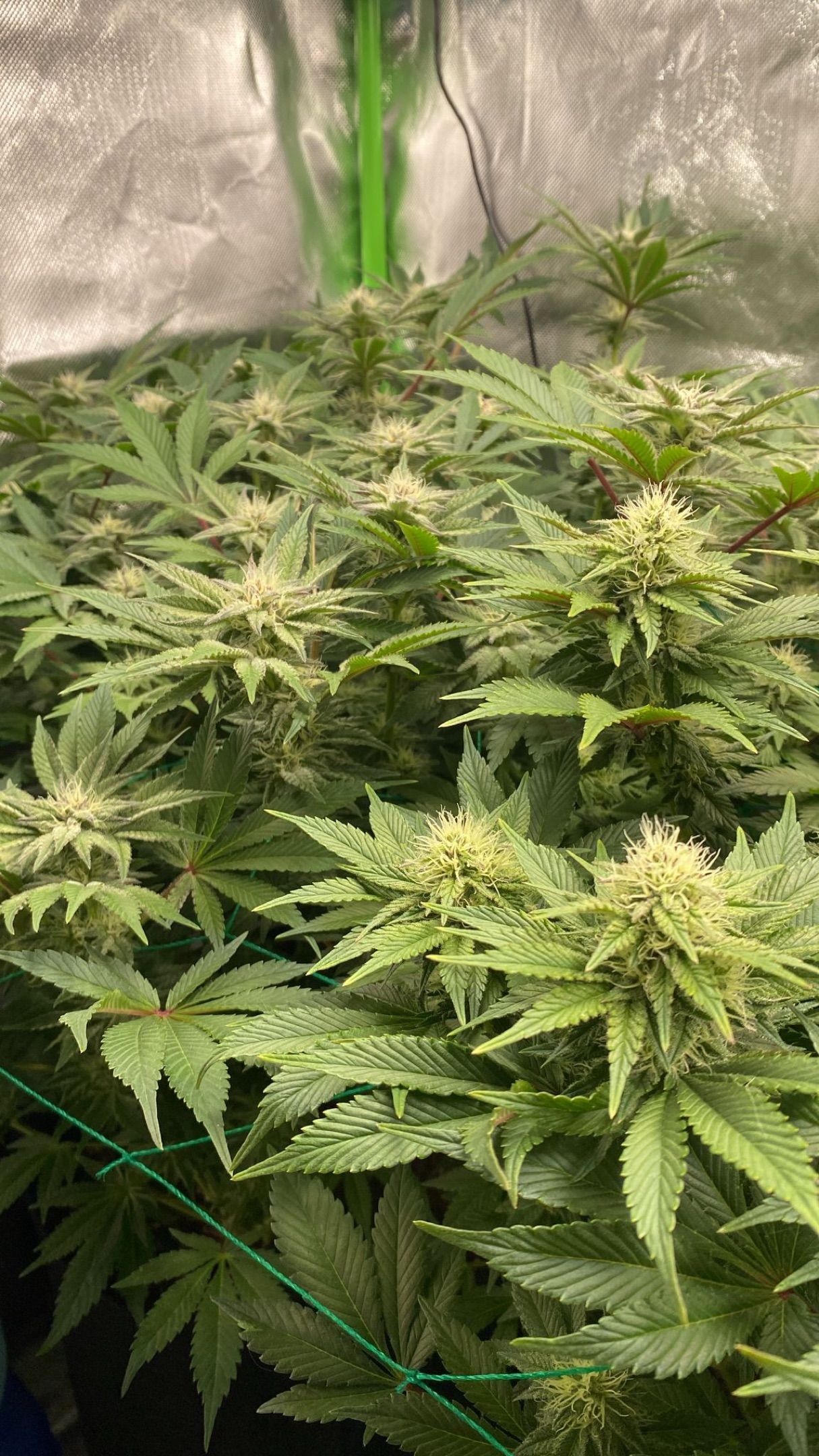 Amber - Blue gelato #41 growlog photo 107