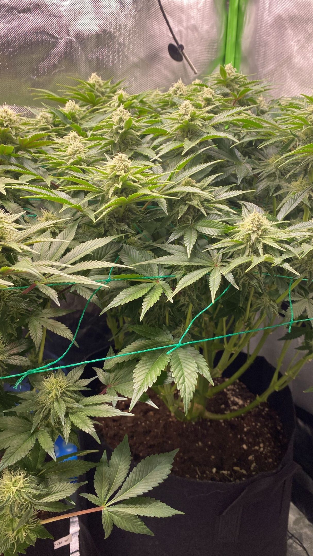 Amber - Blue gelato #41 growlog photo 108