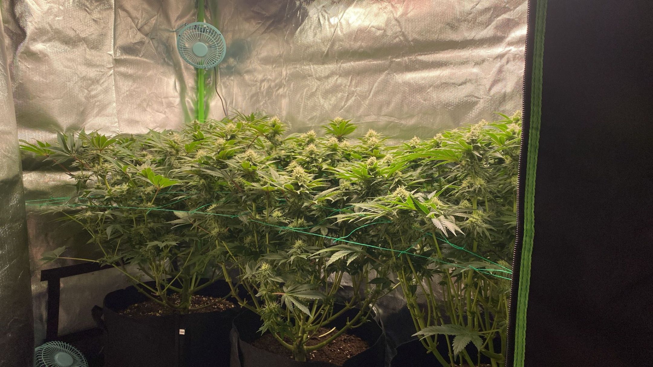 Amber - Blue gelato #41 growlog photo 110