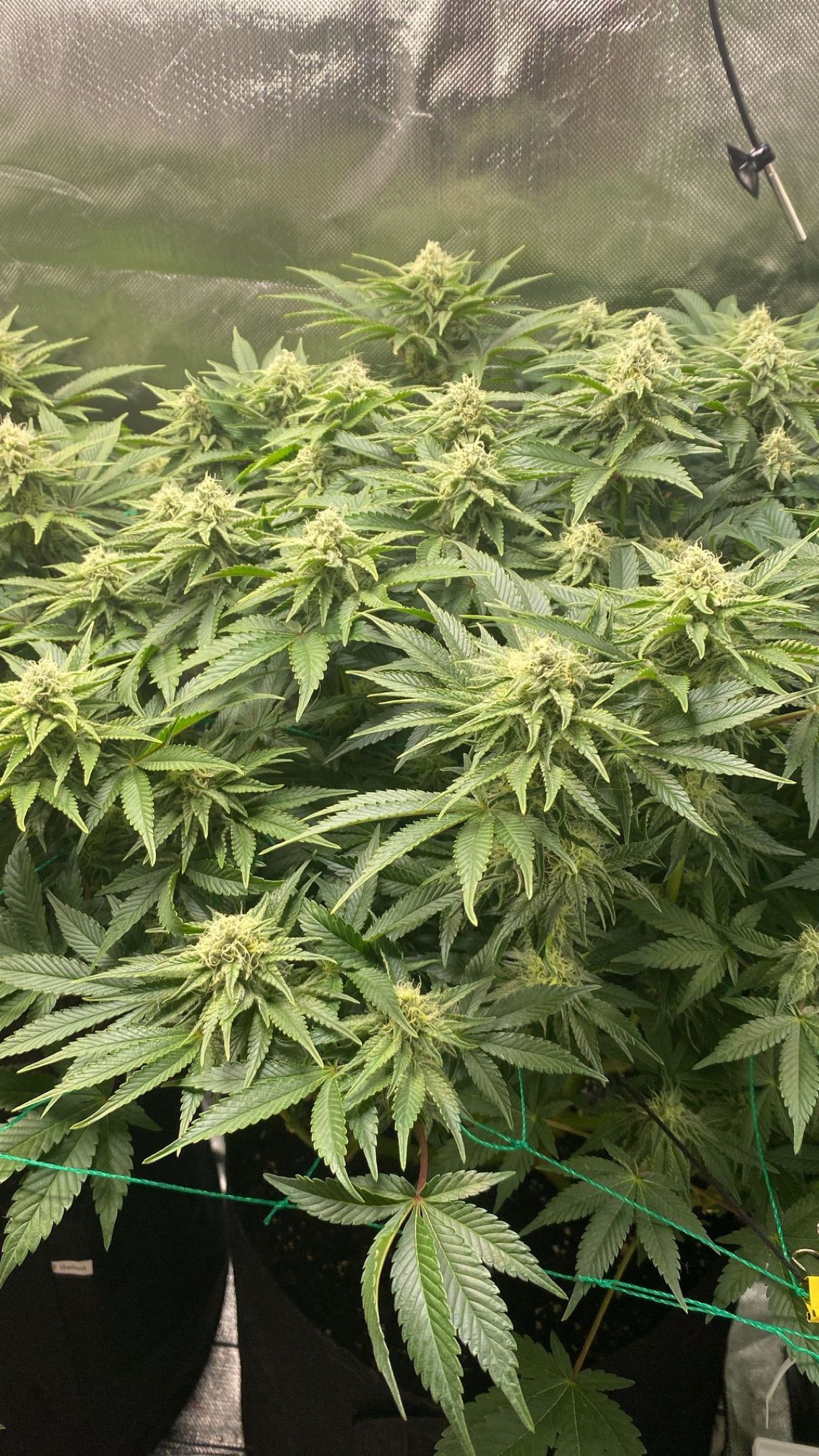 Amber - Blue gelato #41 growlog photo 111