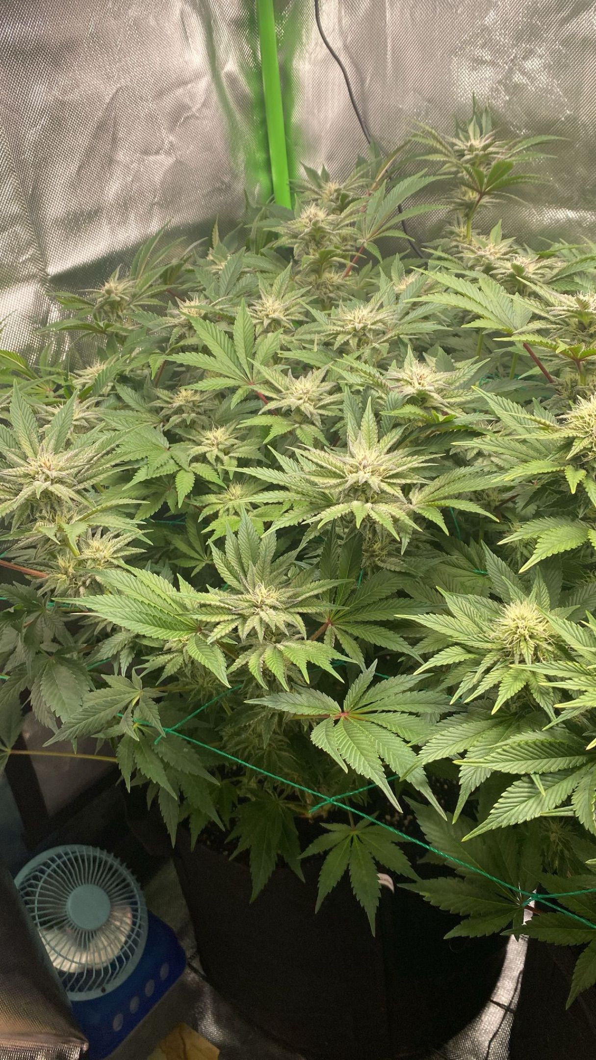 Amber - Blue gelato #41 growlog photo 112