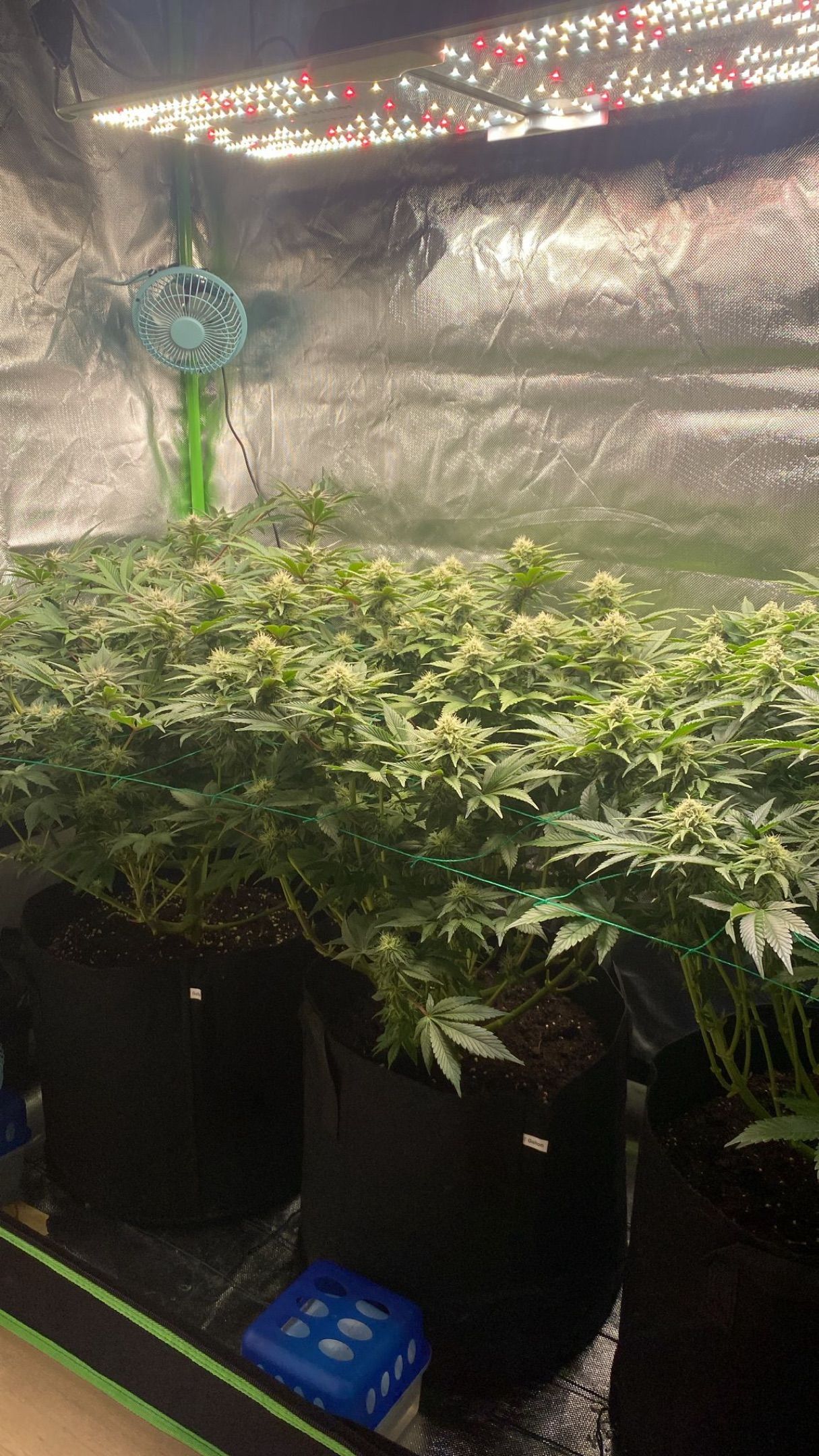 Amber - Blue gelato #41 growlog photo 113