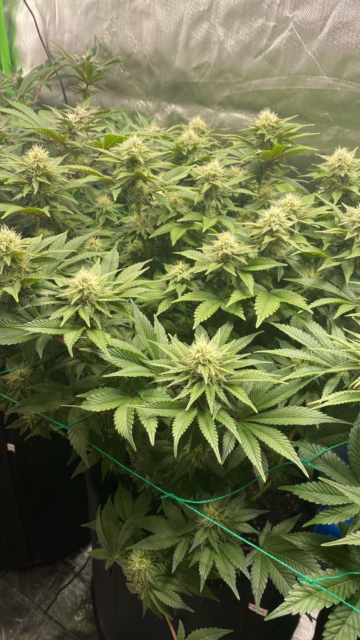 Amber - Blue gelato #41 growlog photo 114