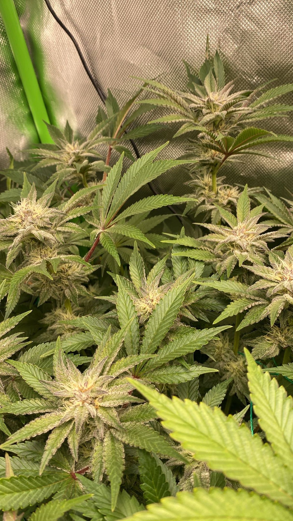 Amber - Blue gelato #41 growlog photo 115