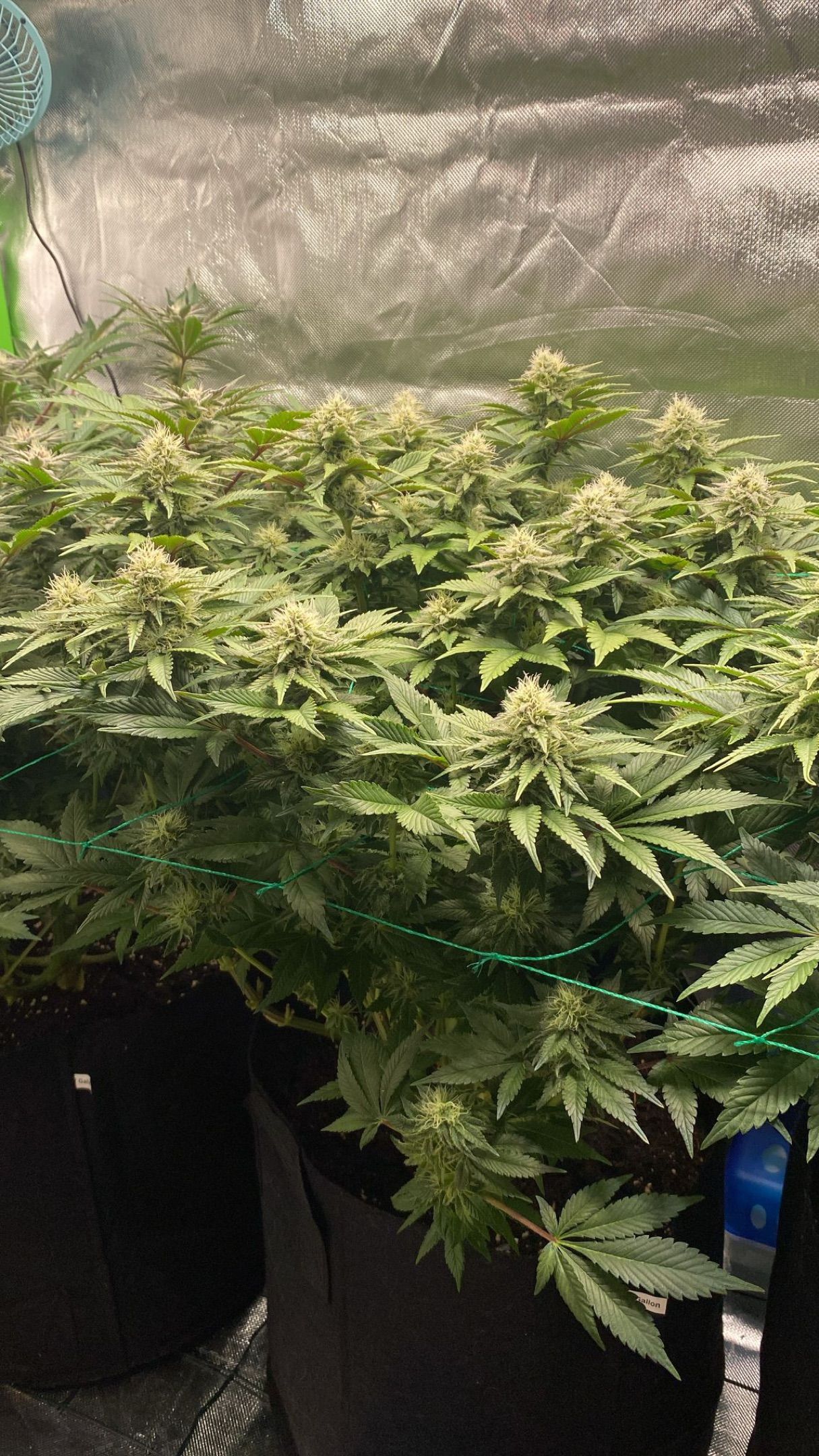 Amber - Blue gelato #41 growlog photo 116